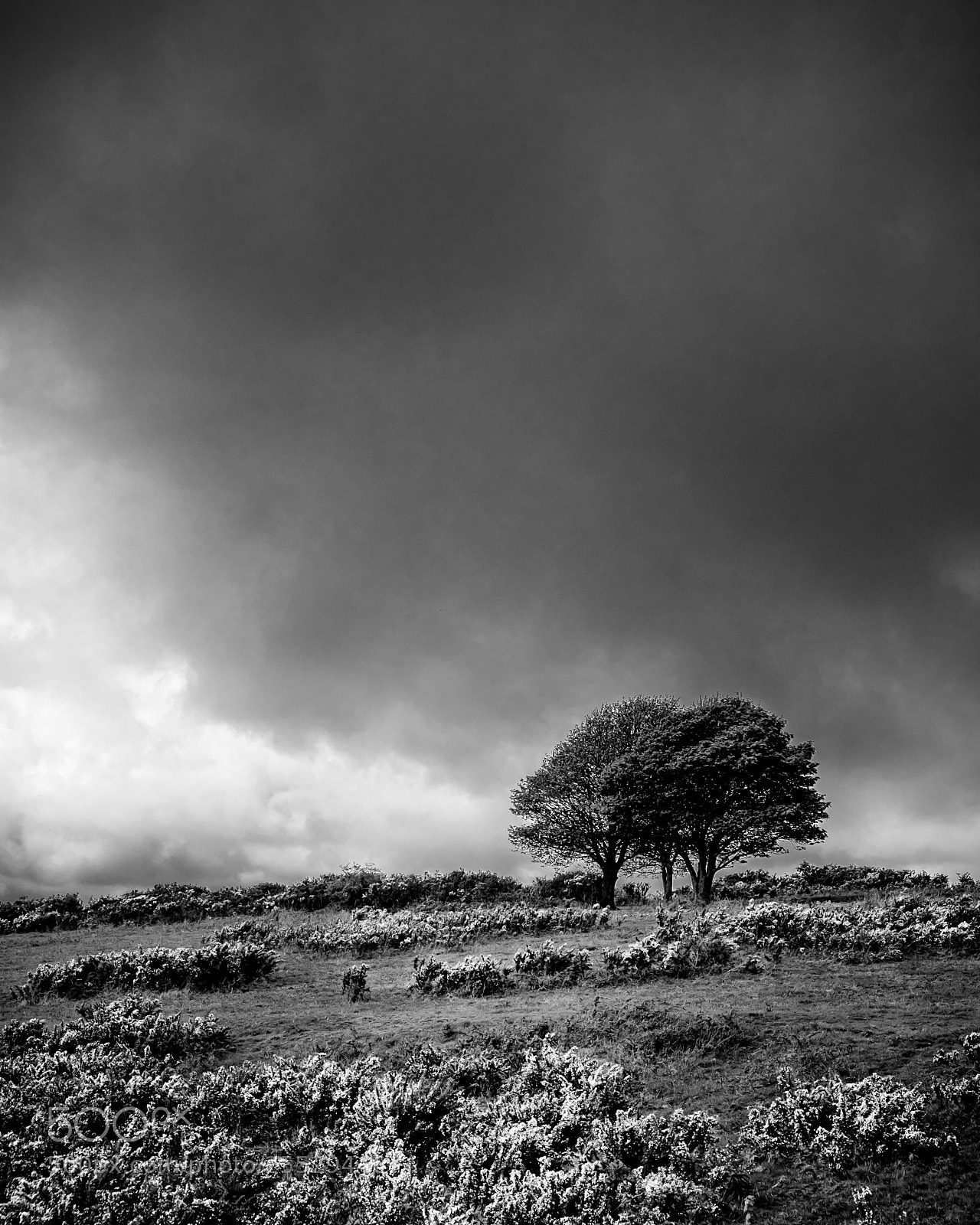 Fujifilm X-T1 sample photo. Three trees photography
