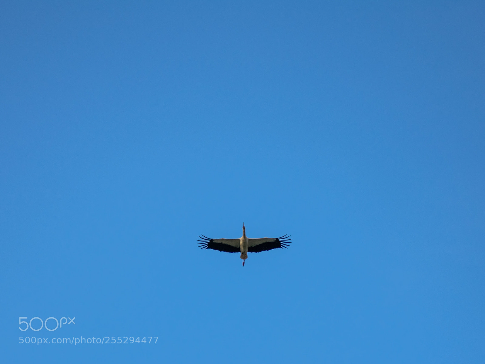 Nikon D3400 sample photo. Stork photography