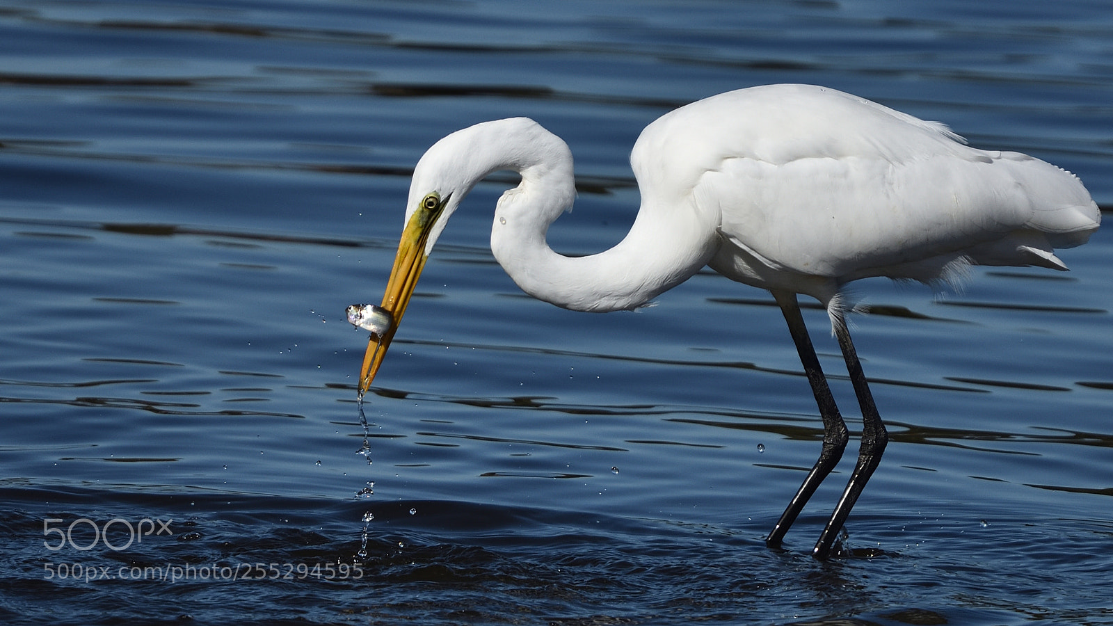 Nikon D7200 sample photo. Great egret fishing photography
