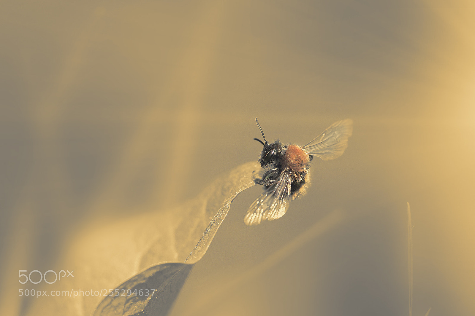 Canon EOS 80D sample photo. Bee photography
