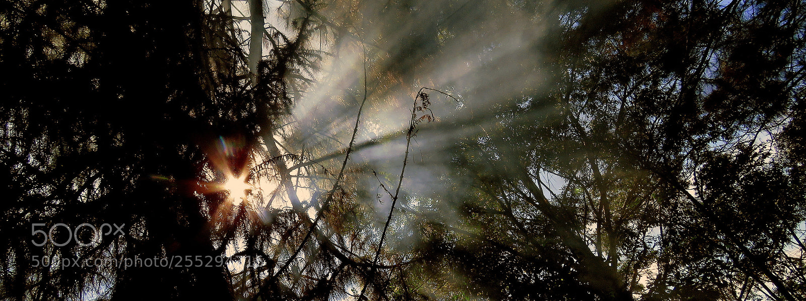 Canon PowerShot SX60 HS sample photo. Fog....pine tree photography