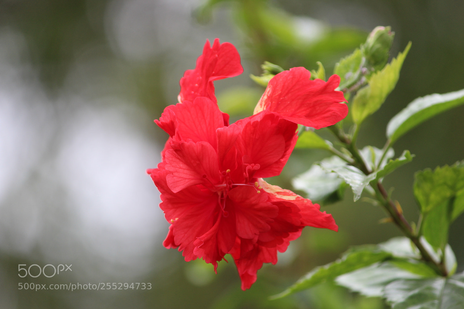 Canon EF-S 55-250mm F4-5.6 IS II sample photo. Baak photography