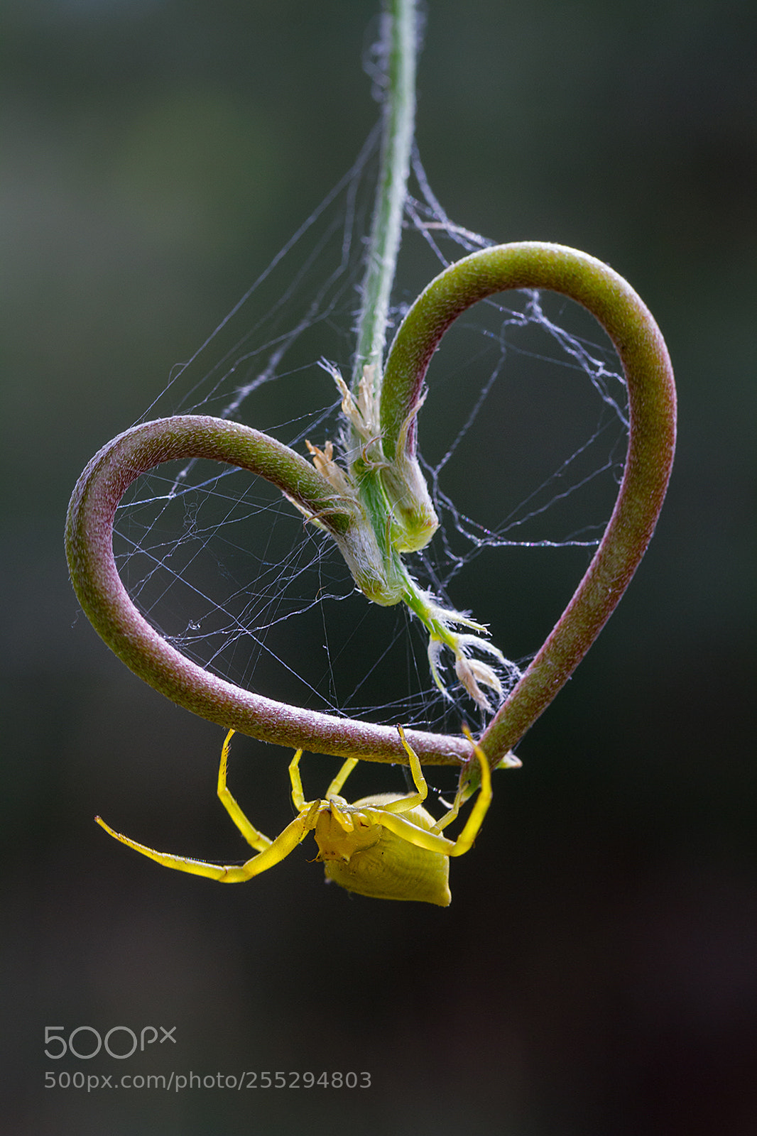 Canon EOS 7D sample photo. Heart photography