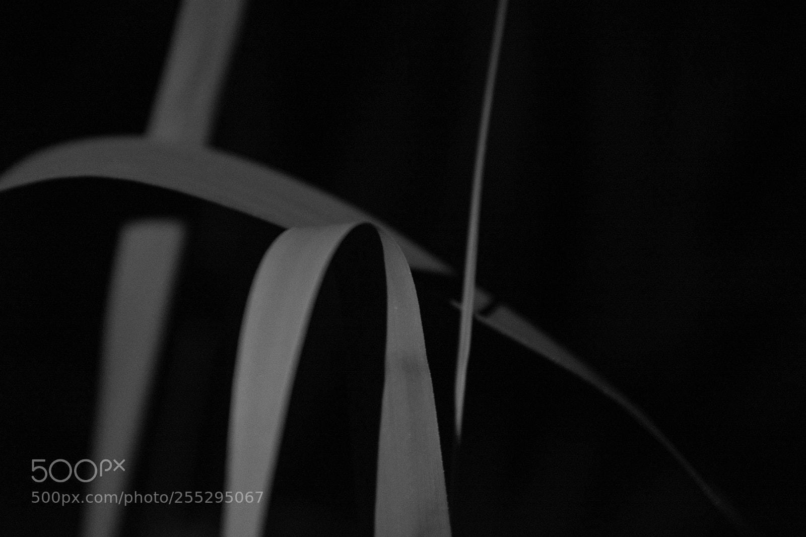 Nikon D7100 sample photo. Black photography