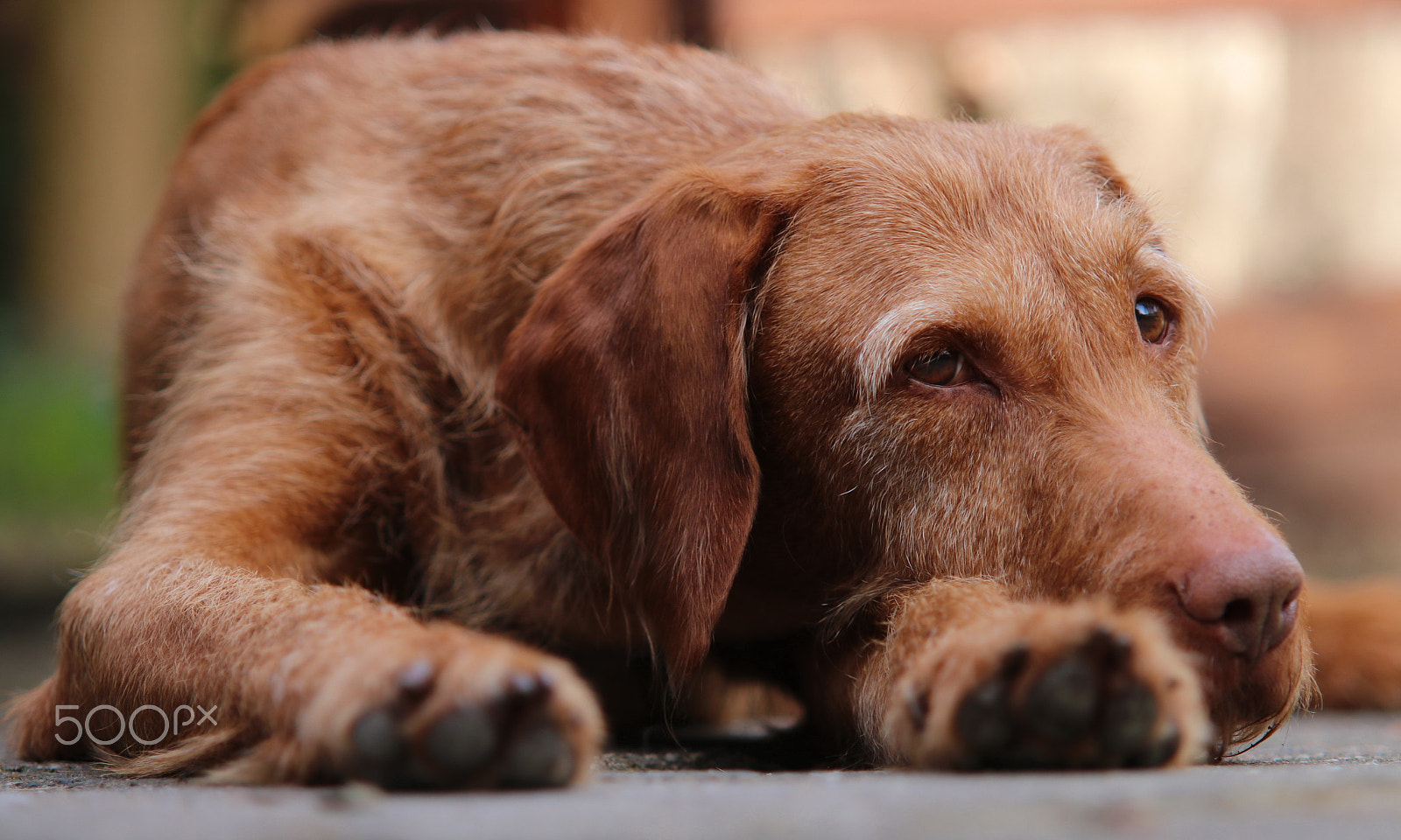 Sigma 70-200mm F2.8 EX DG OS HSM sample photo. Jack photography