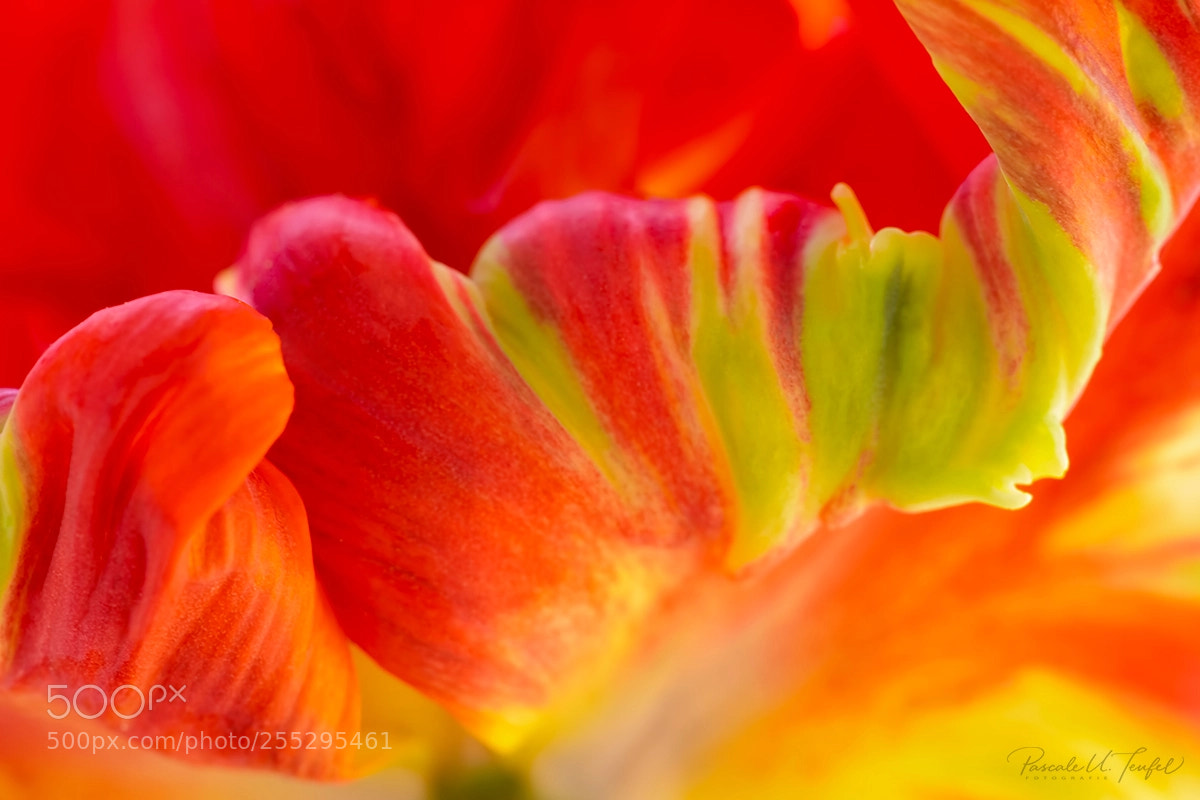 Nikon D5200 sample photo. Red is the ultimate photography
