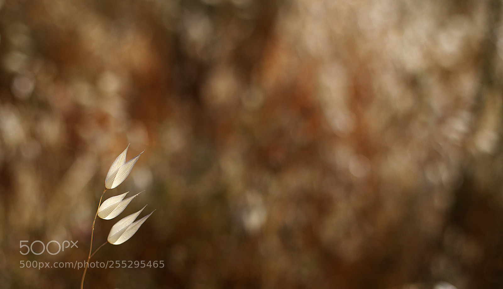 Canon EOS 6D + Canon EF 50mm F1.4 USM sample photo. In flame... photography
