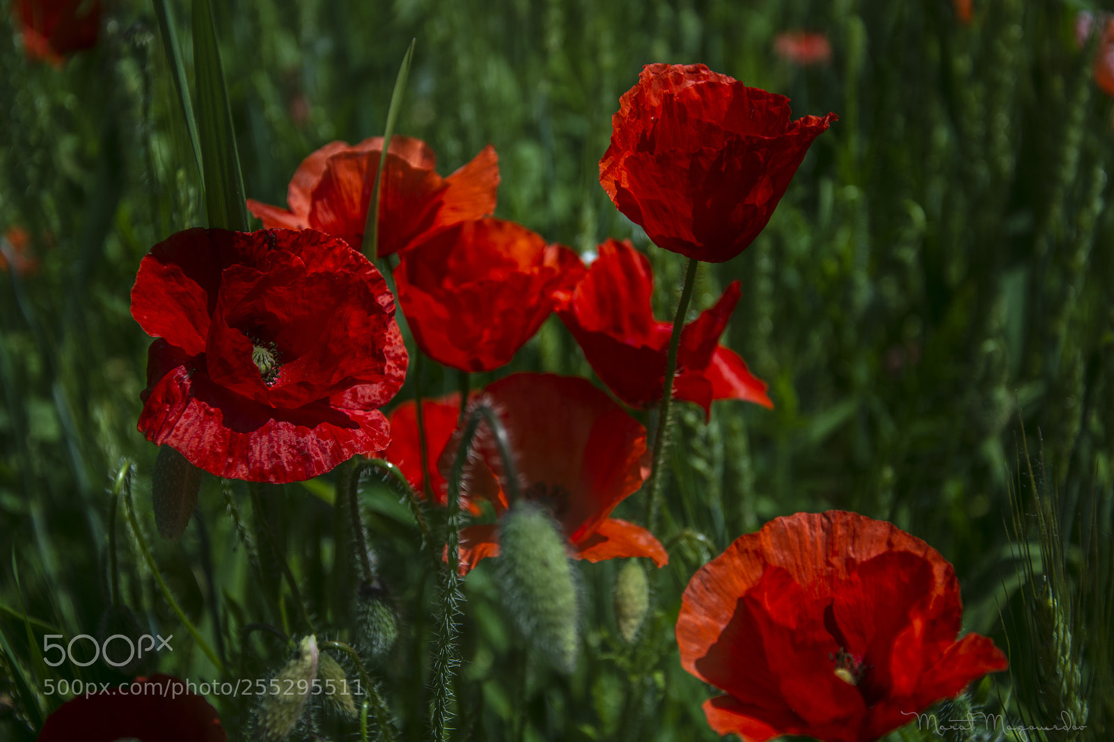 Nikon D7100 sample photo. Flowers photography