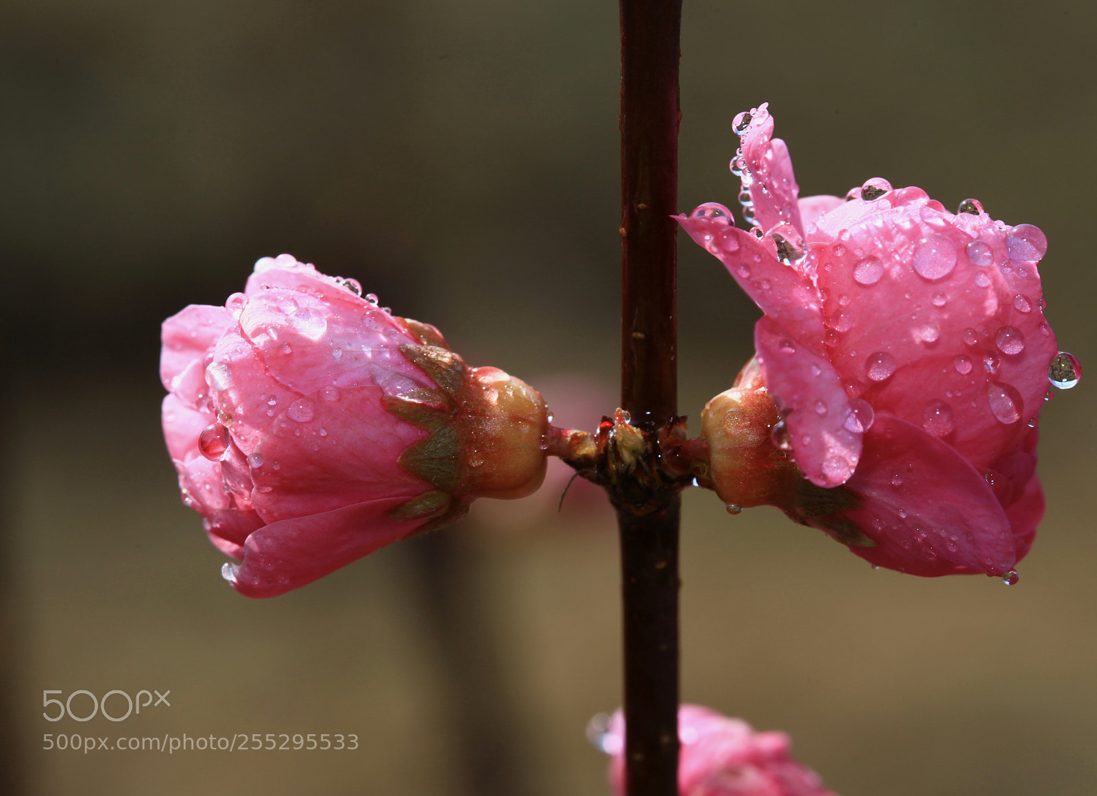 Canon EOS 5D Mark II sample photo. Untitled photography