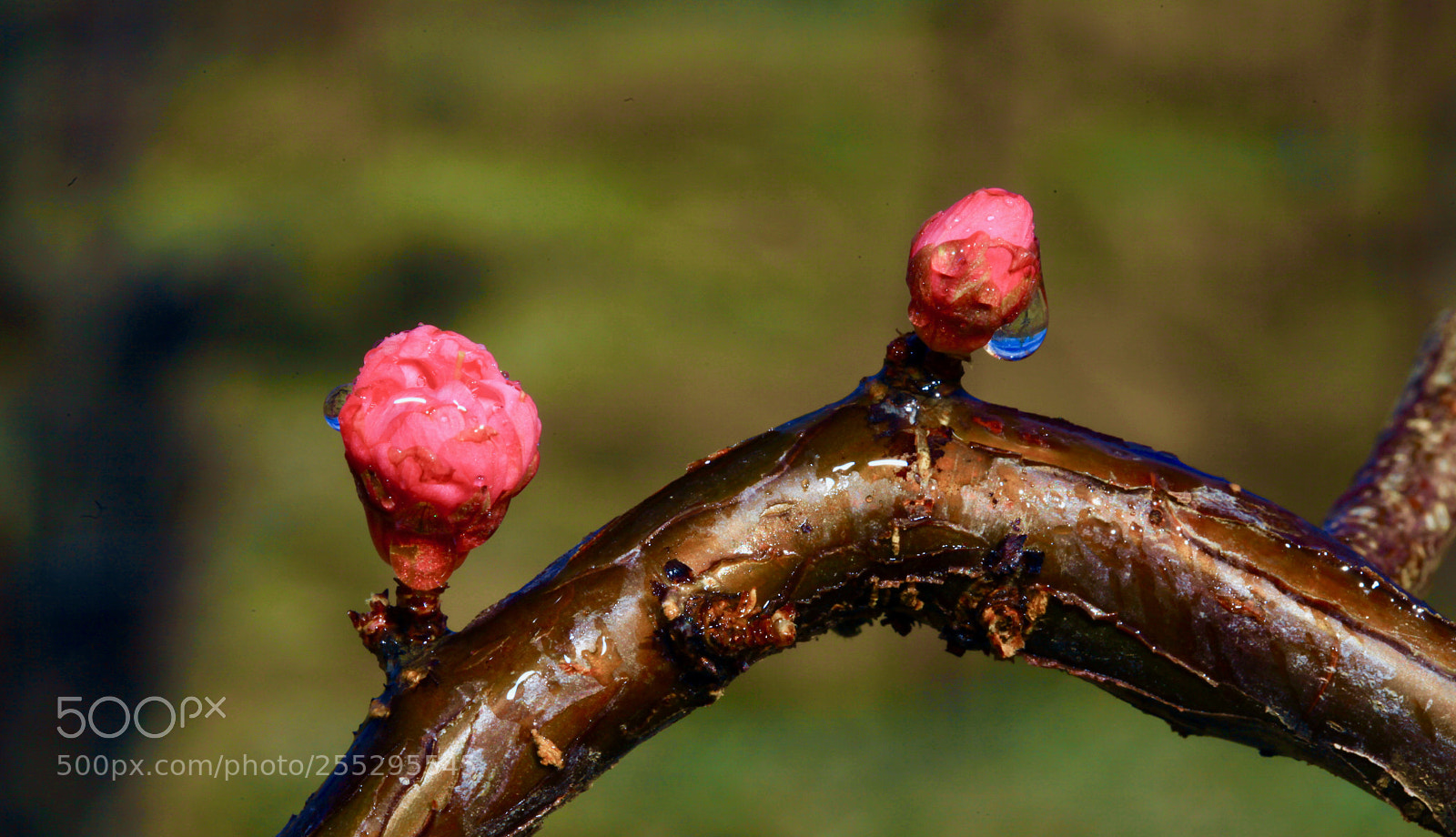 Canon EOS 5D Mark II sample photo. Untitled photography