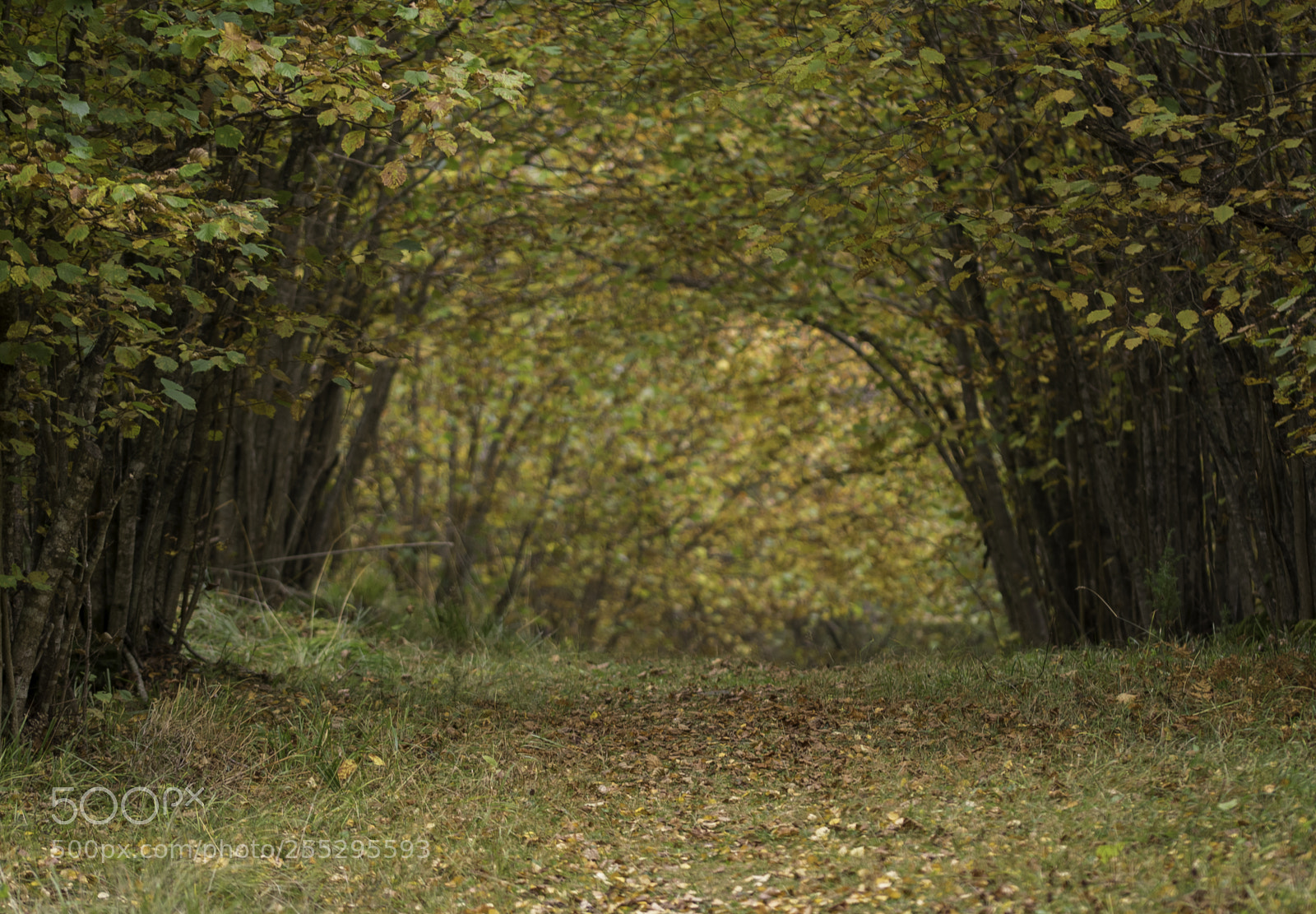 Nikon D5300 sample photo. Nature o photography