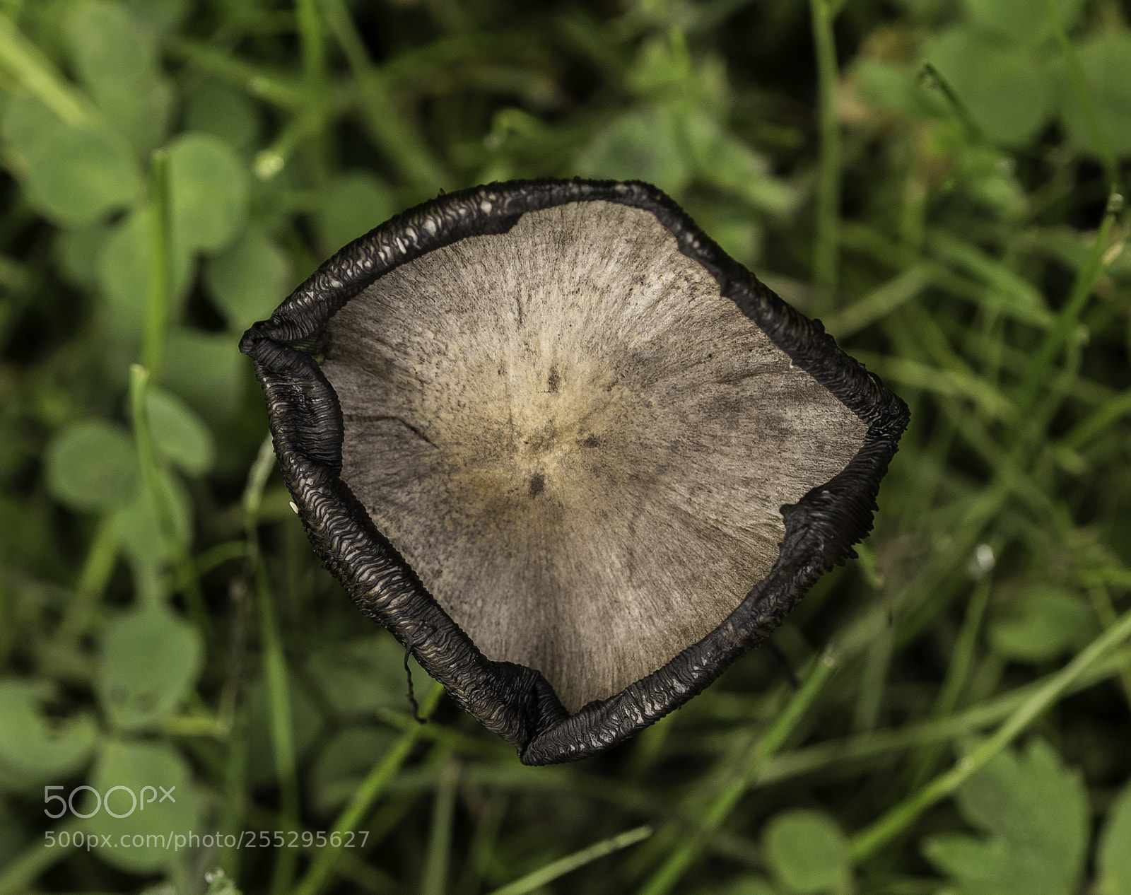 Nikon D5300 sample photo. Nature o photography