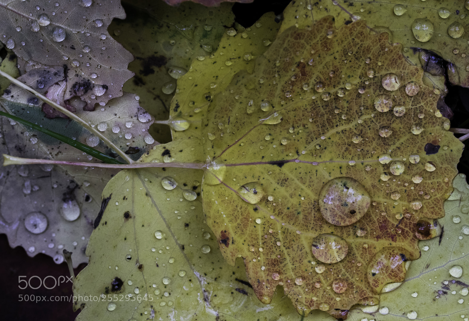 Nikon D5300 sample photo. Nature o photography