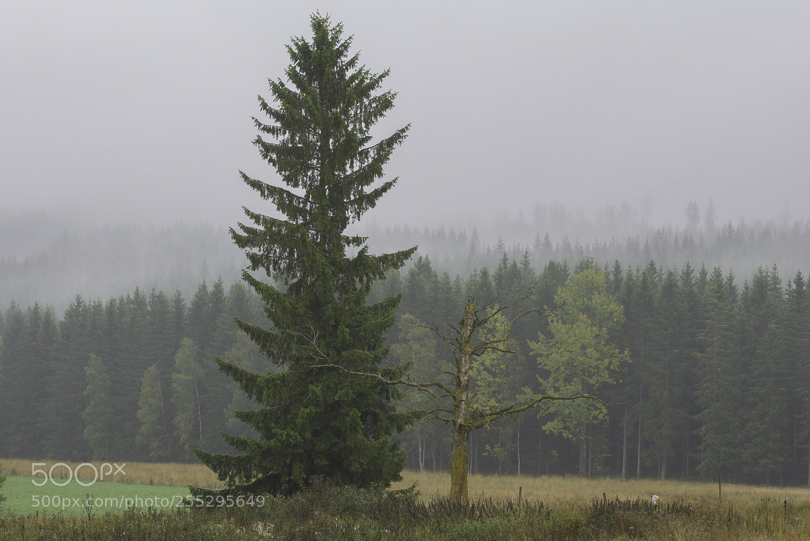 Nikon D5300 sample photo. Nature o photography