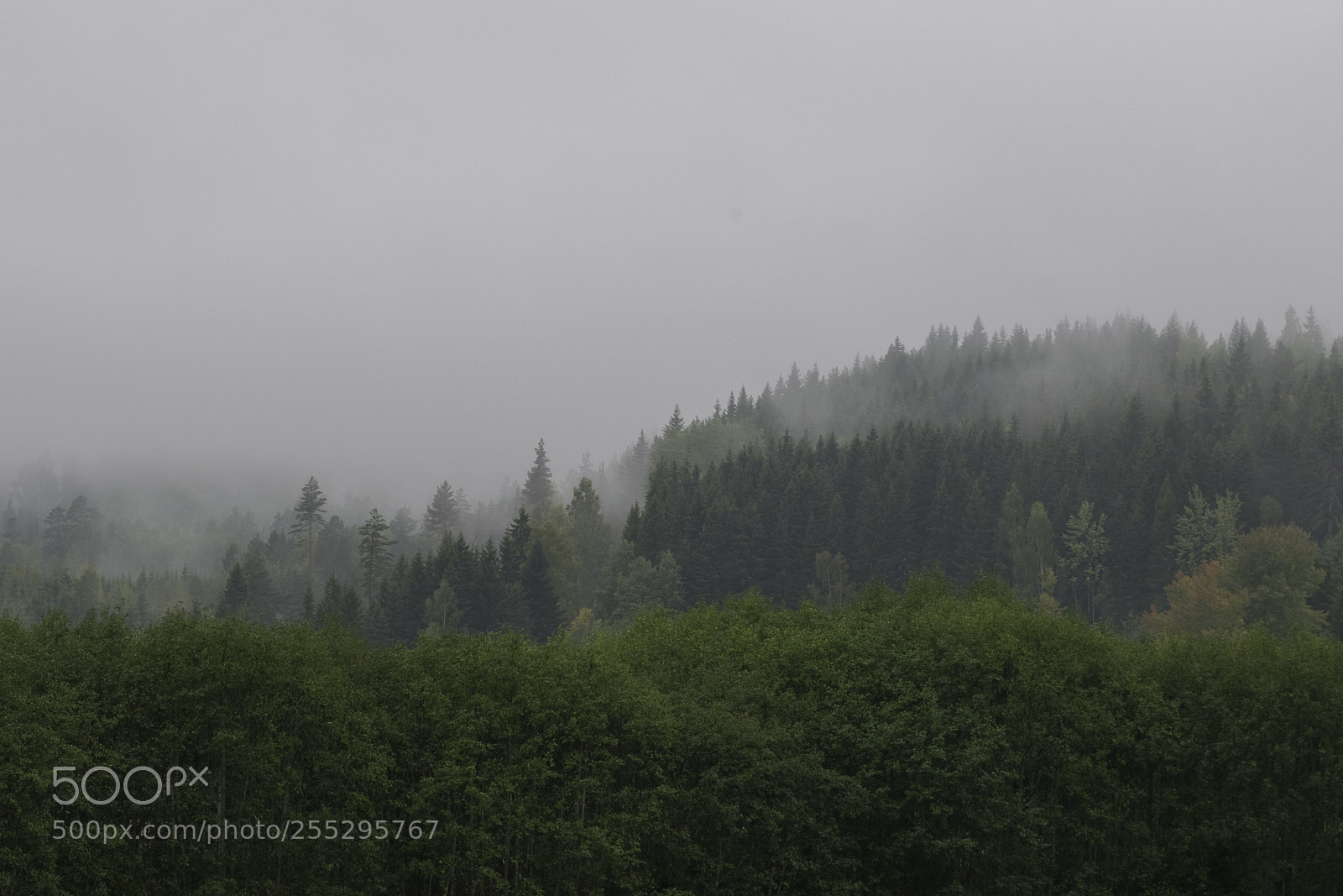 Nikon D5300 sample photo. Nature o photography