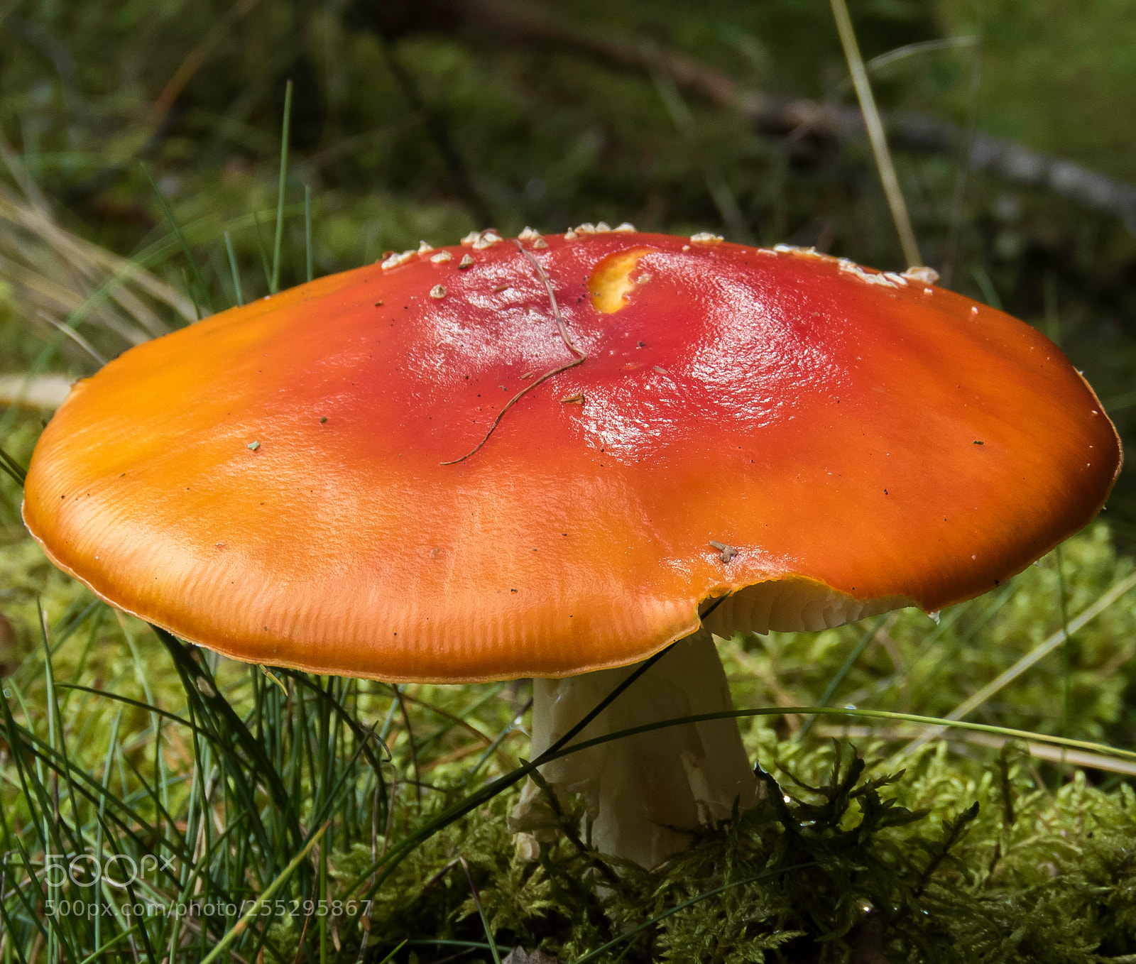 Canon PowerShot SX60 HS sample photo. Nature o photography