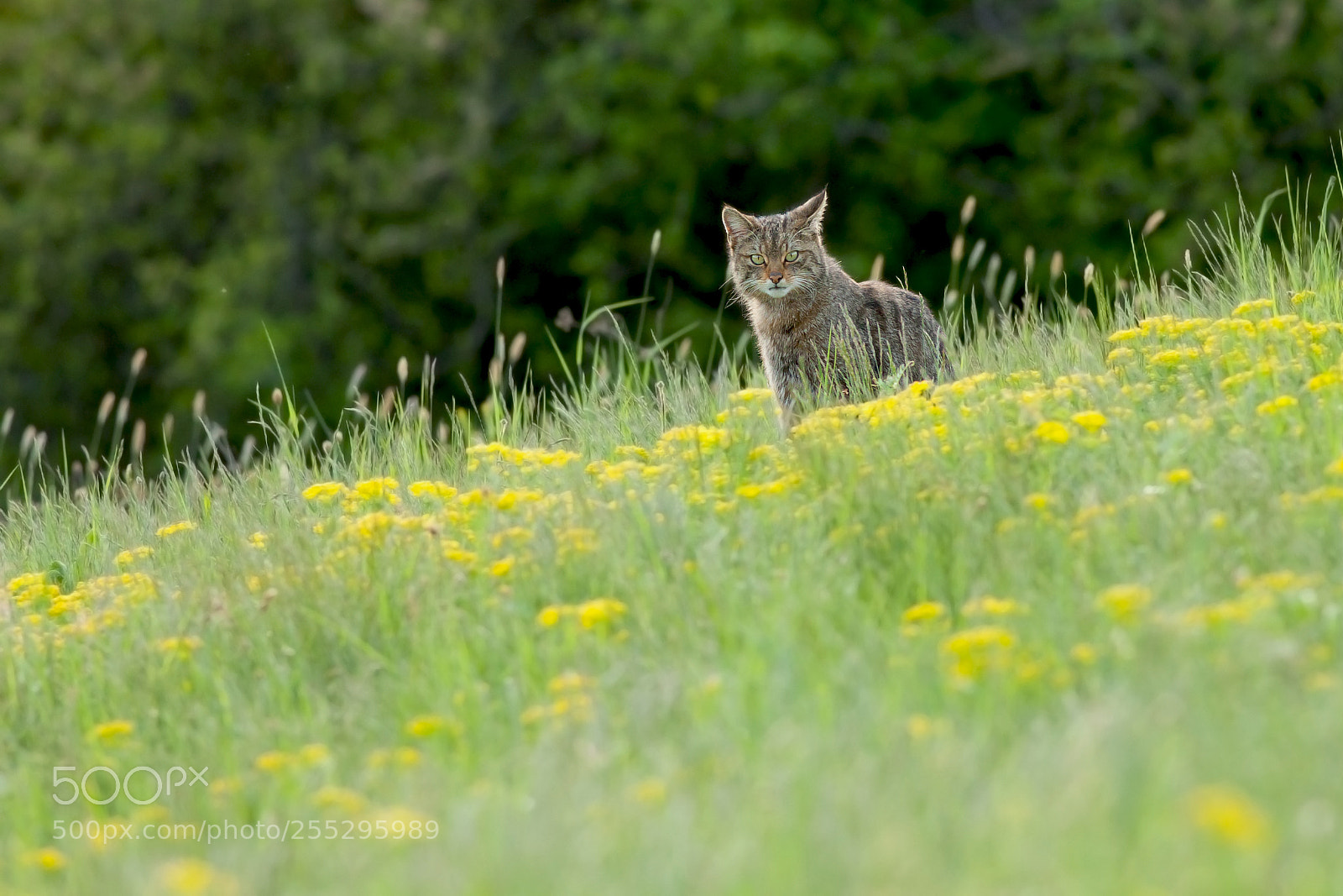 Canon EOS 5D Mark II sample photo. Felis silvestris photography