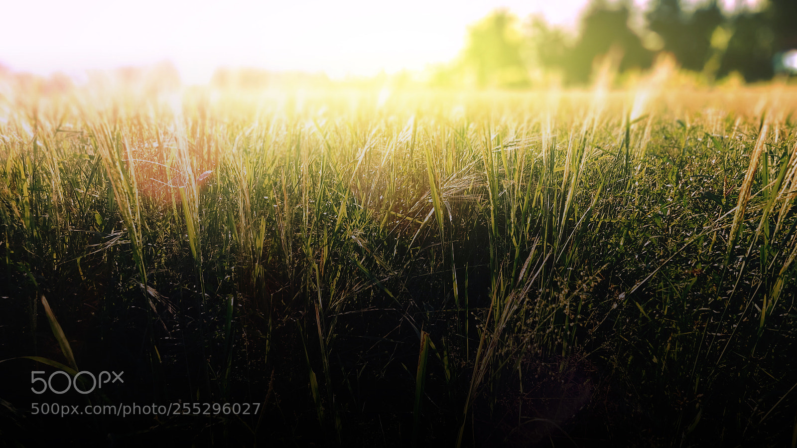 Sony Cyber-shot DSC-WX350 sample photo. Agriculture photography