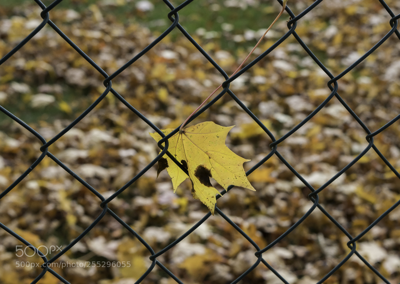 Nikon D5300 sample photo. Nature o photography