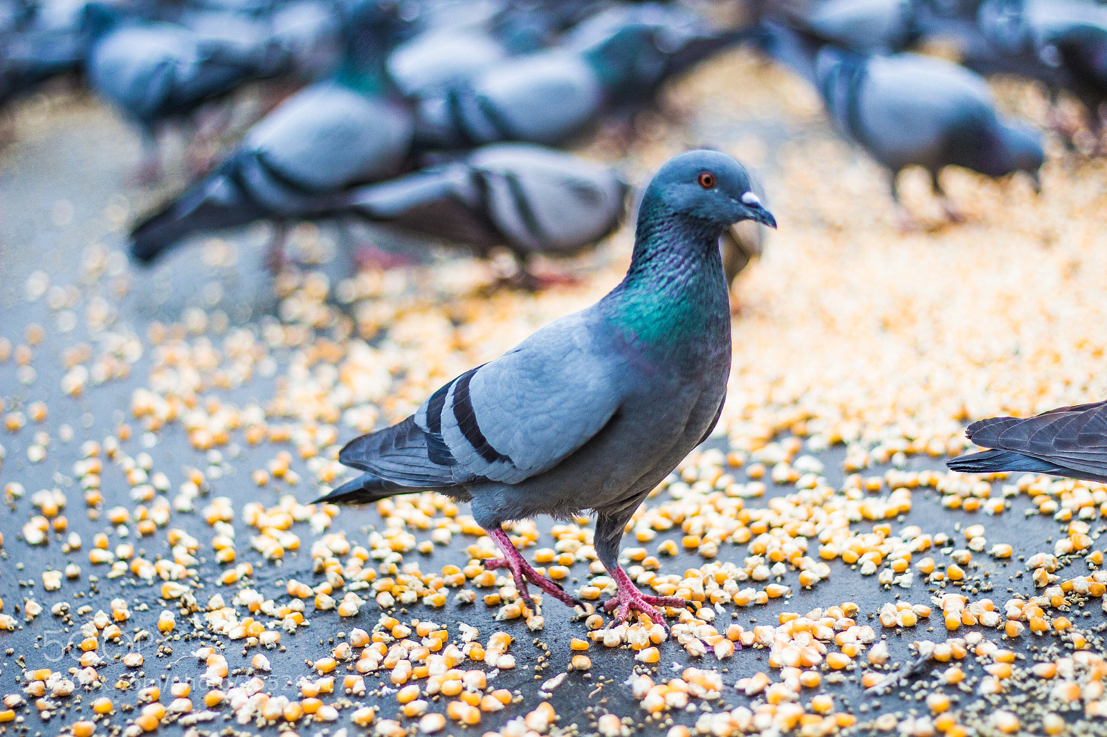 Canon EOS 700D (EOS Rebel T5i / EOS Kiss X7i) sample photo. Pigeon photography