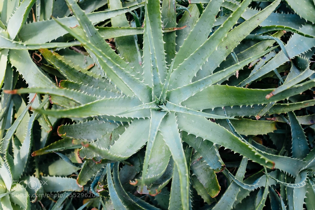 Fujifilm X100T sample photo. Botanischer garten #iii photography