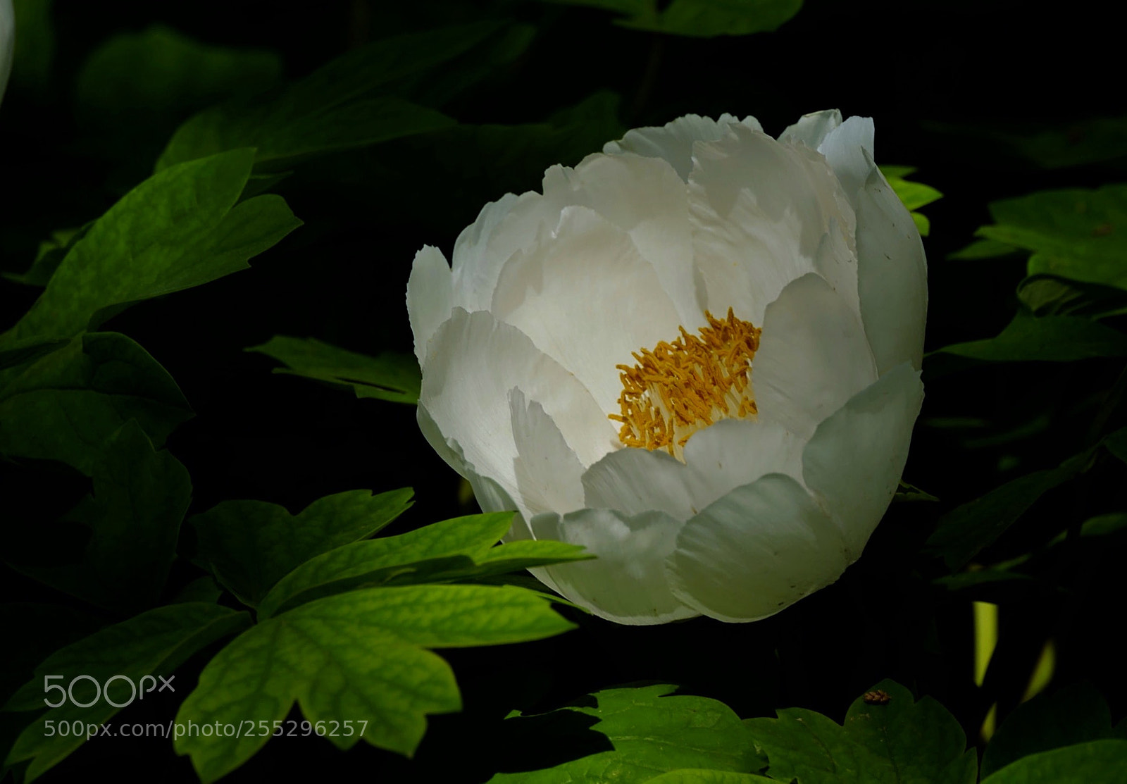 Leica SL (Typ 601) sample photo. Untitled photography