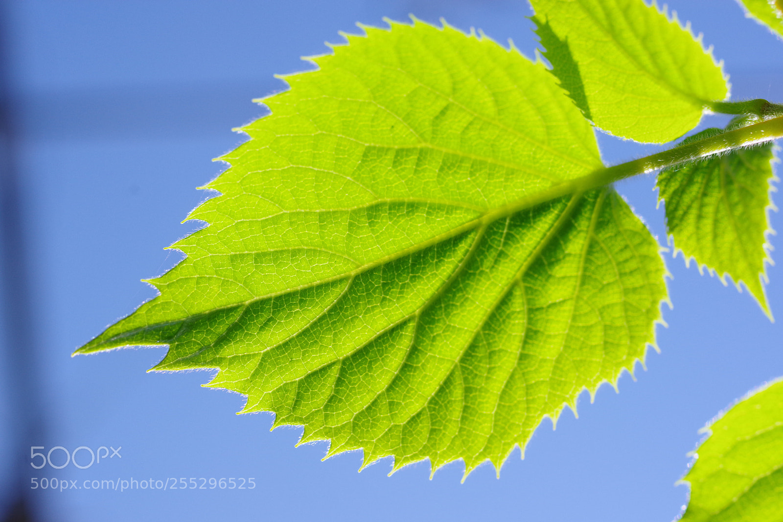 Pentax K-70 sample photo. Untitled photography