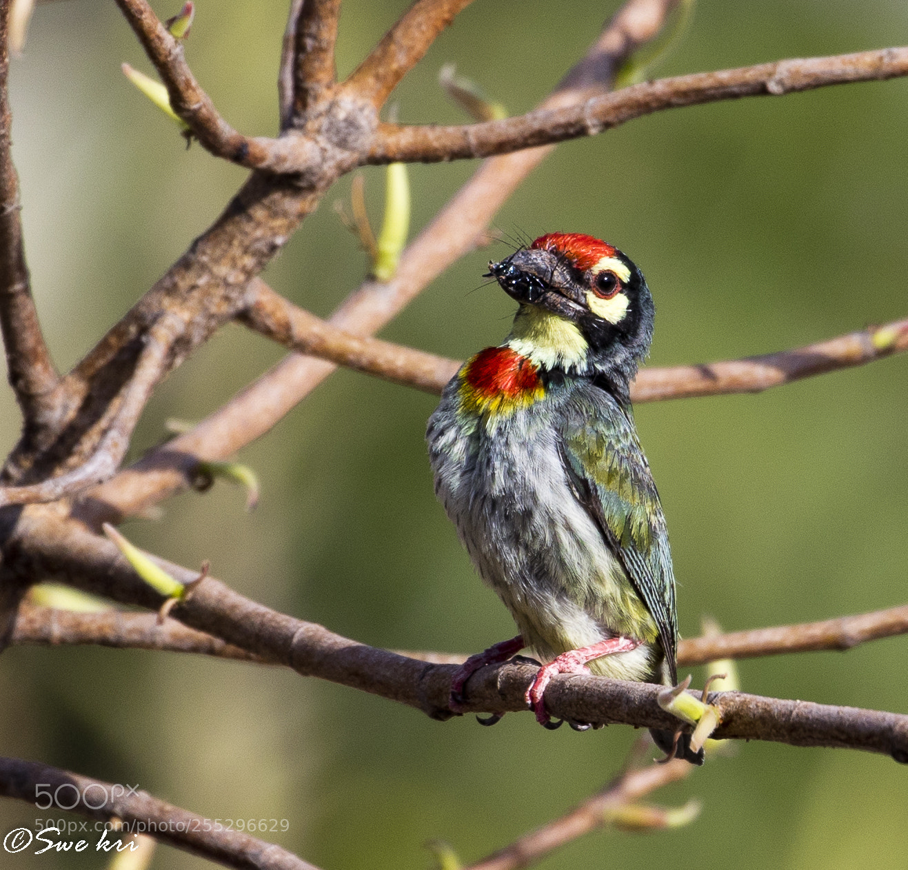 Canon EOS 5D Mark IV sample photo. Coppersmith barbet photography