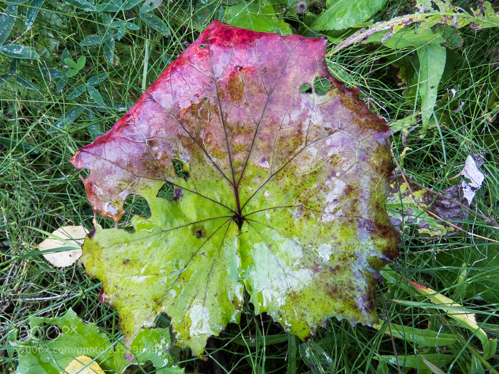 Canon PowerShot SX60 HS sample photo. Nature o photography