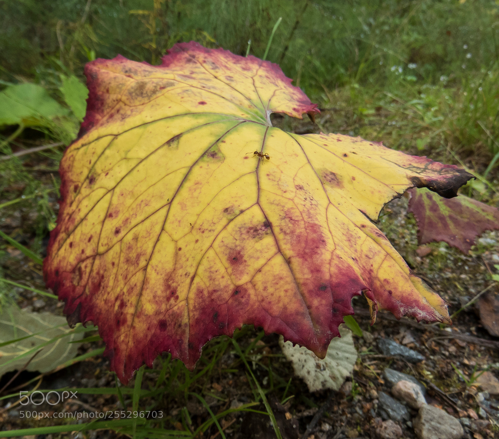 Canon PowerShot SX60 HS sample photo. Nature o photography