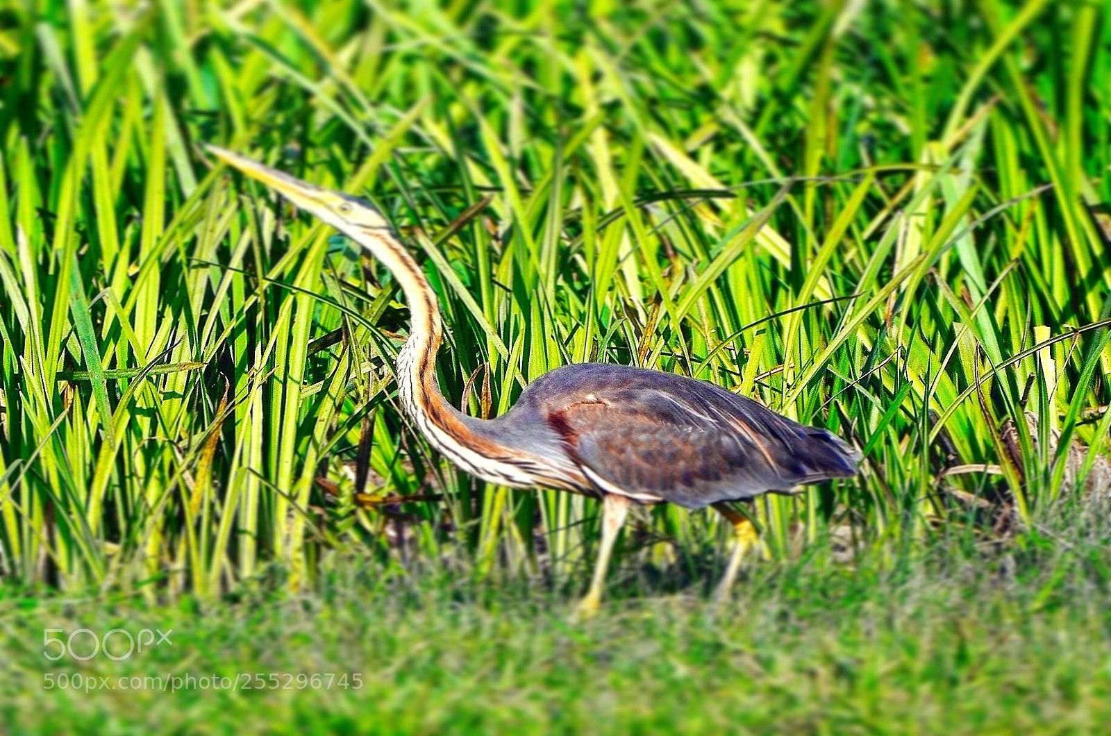 Nikon D7000 sample photo. Heron photography