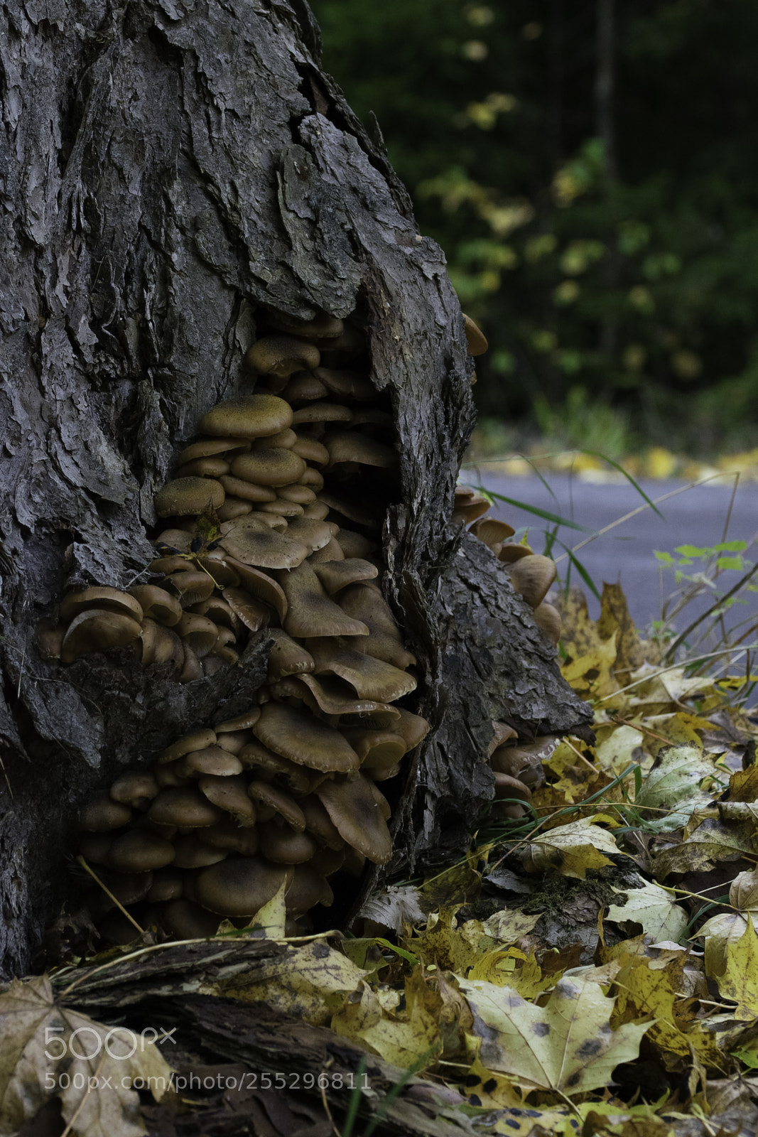 Nikon D5300 sample photo. Nature o photography