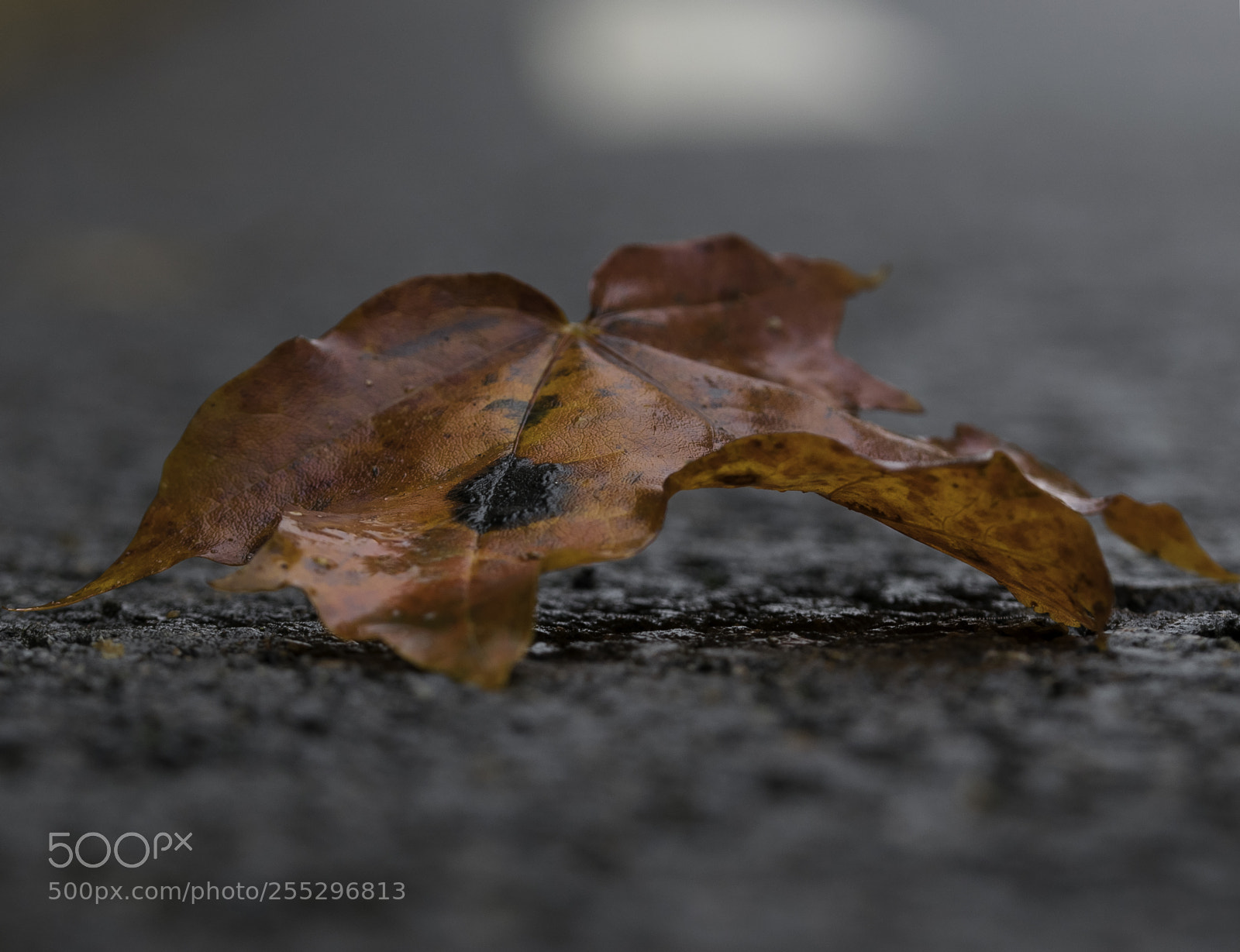 Nikon D5300 sample photo. Nature o photography