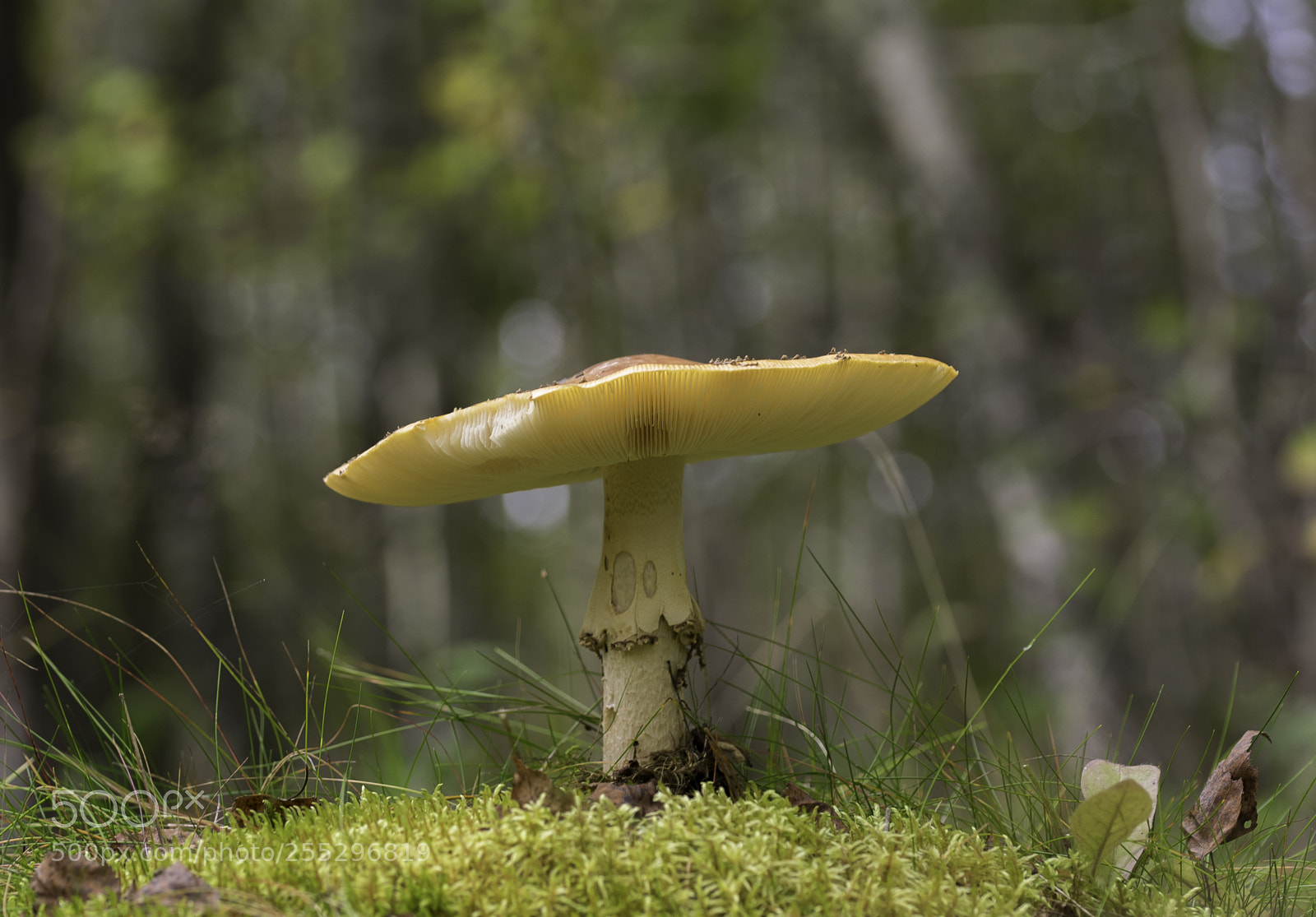 Nikon D5300 sample photo. Nature o photography