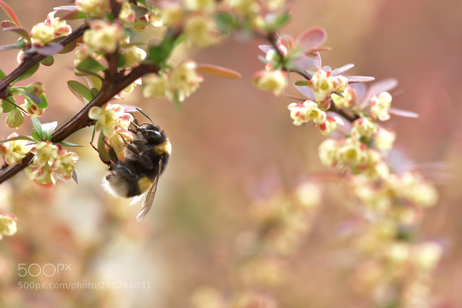 Nikon D810 sample photo. Untitled photography