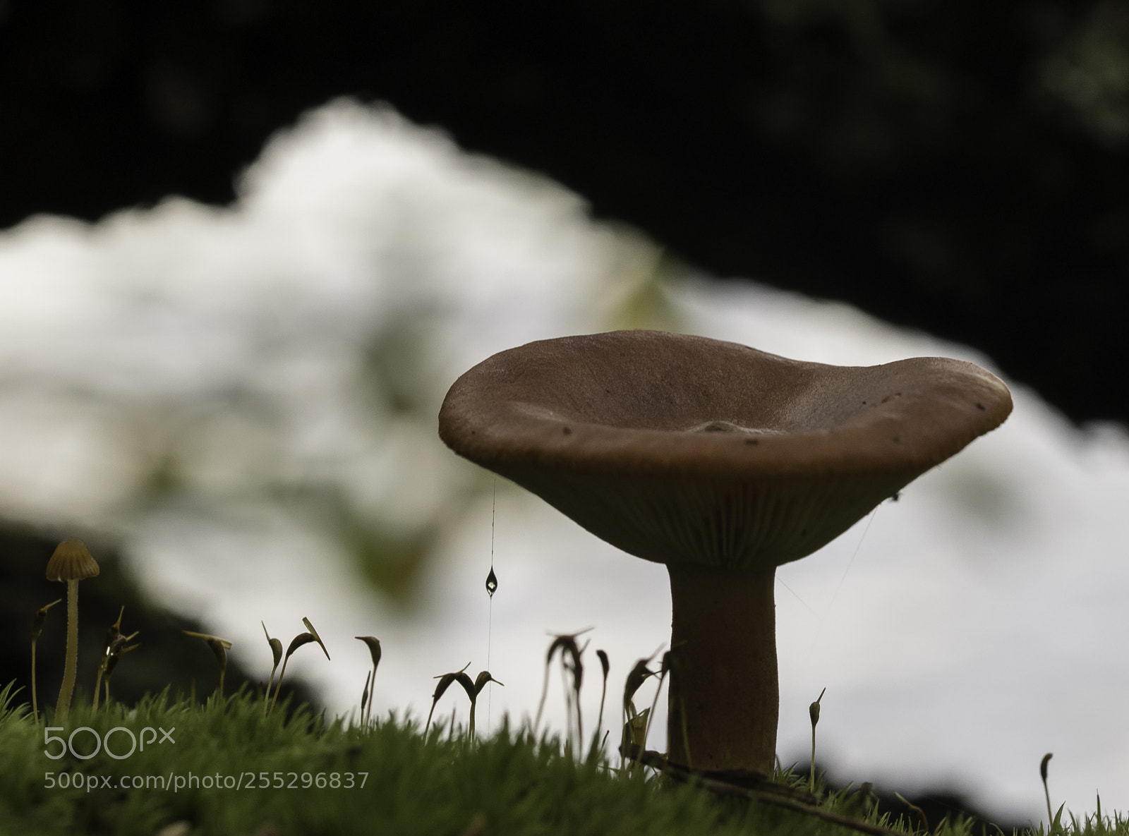 Nikon D5300 sample photo. Nature o photography