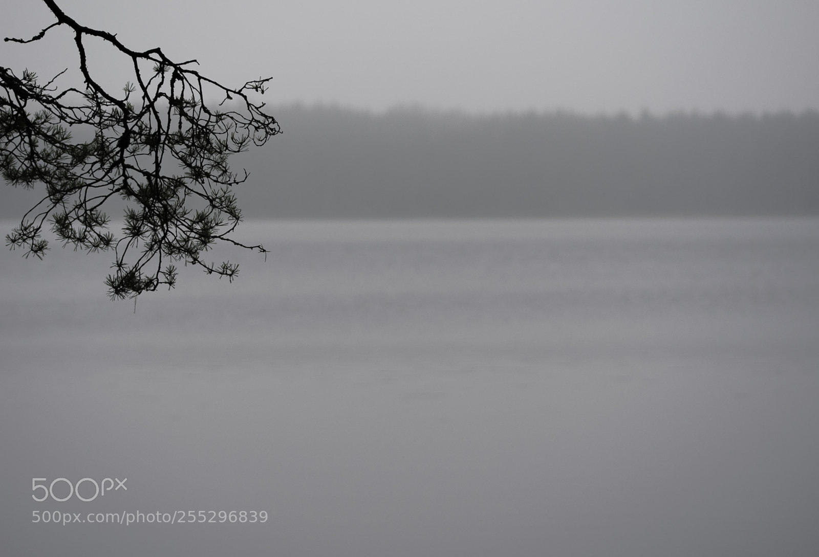 Nikon D5300 sample photo. Nature o photography