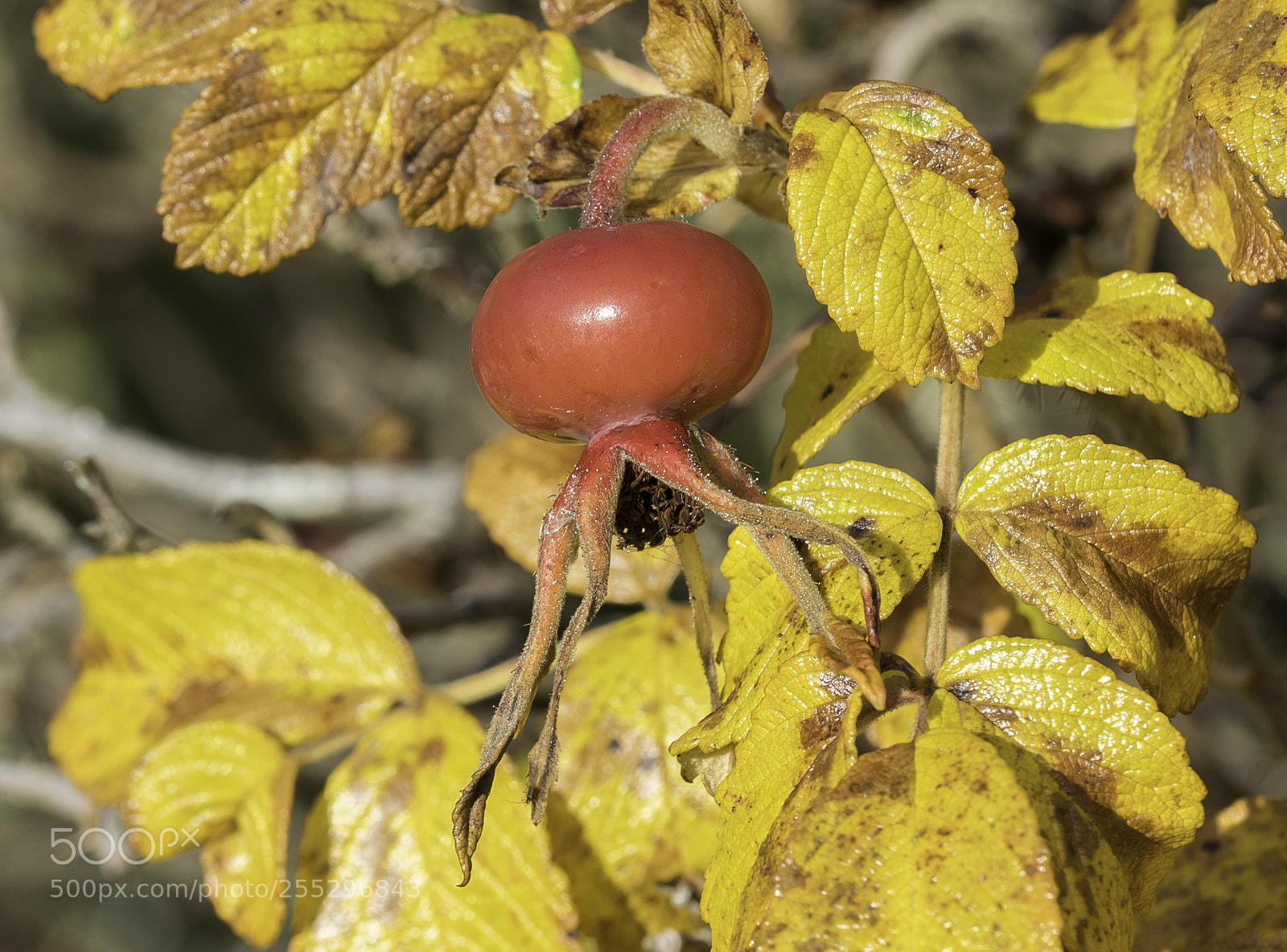 Nikon D5300 sample photo. Nature o photography