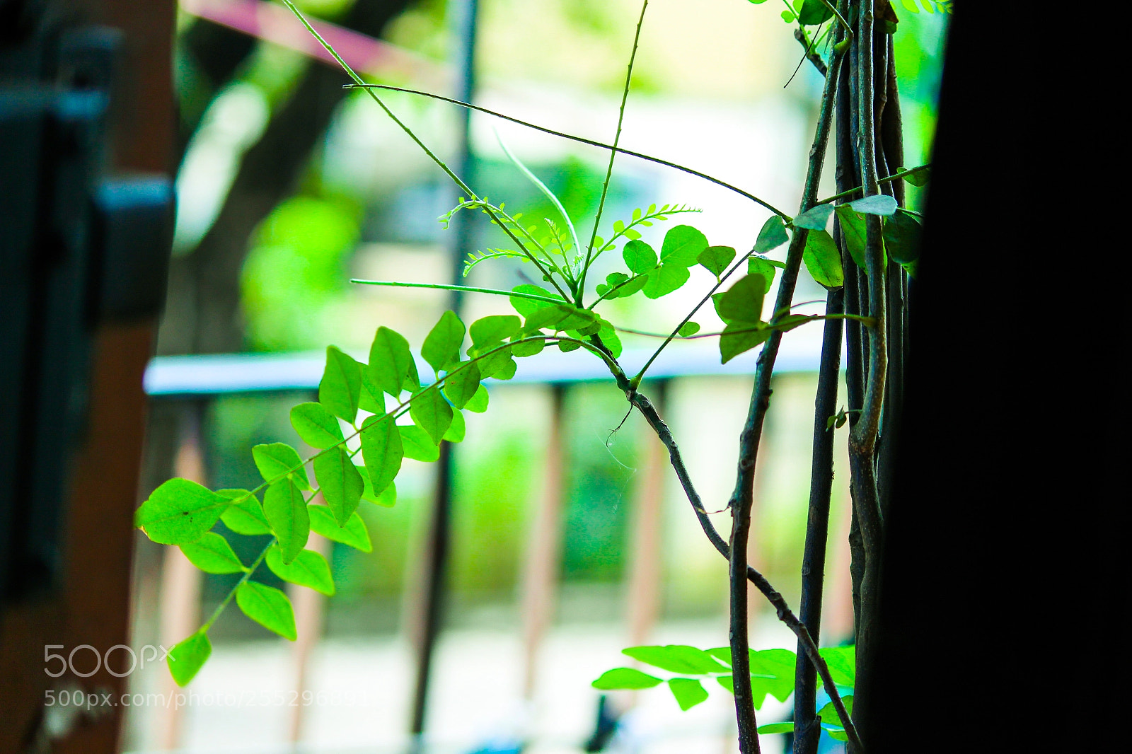 Canon EOS 700D (EOS Rebel T5i / EOS Kiss X7i) sample photo. Green twig photography