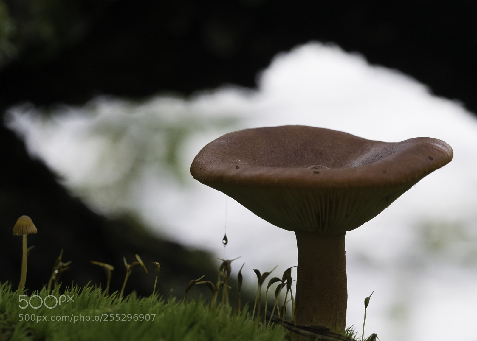 Nikon D5300 sample photo. Nature o photography