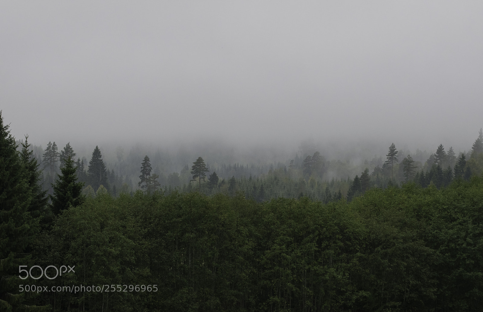 Nikon D5300 sample photo. Nature o photography