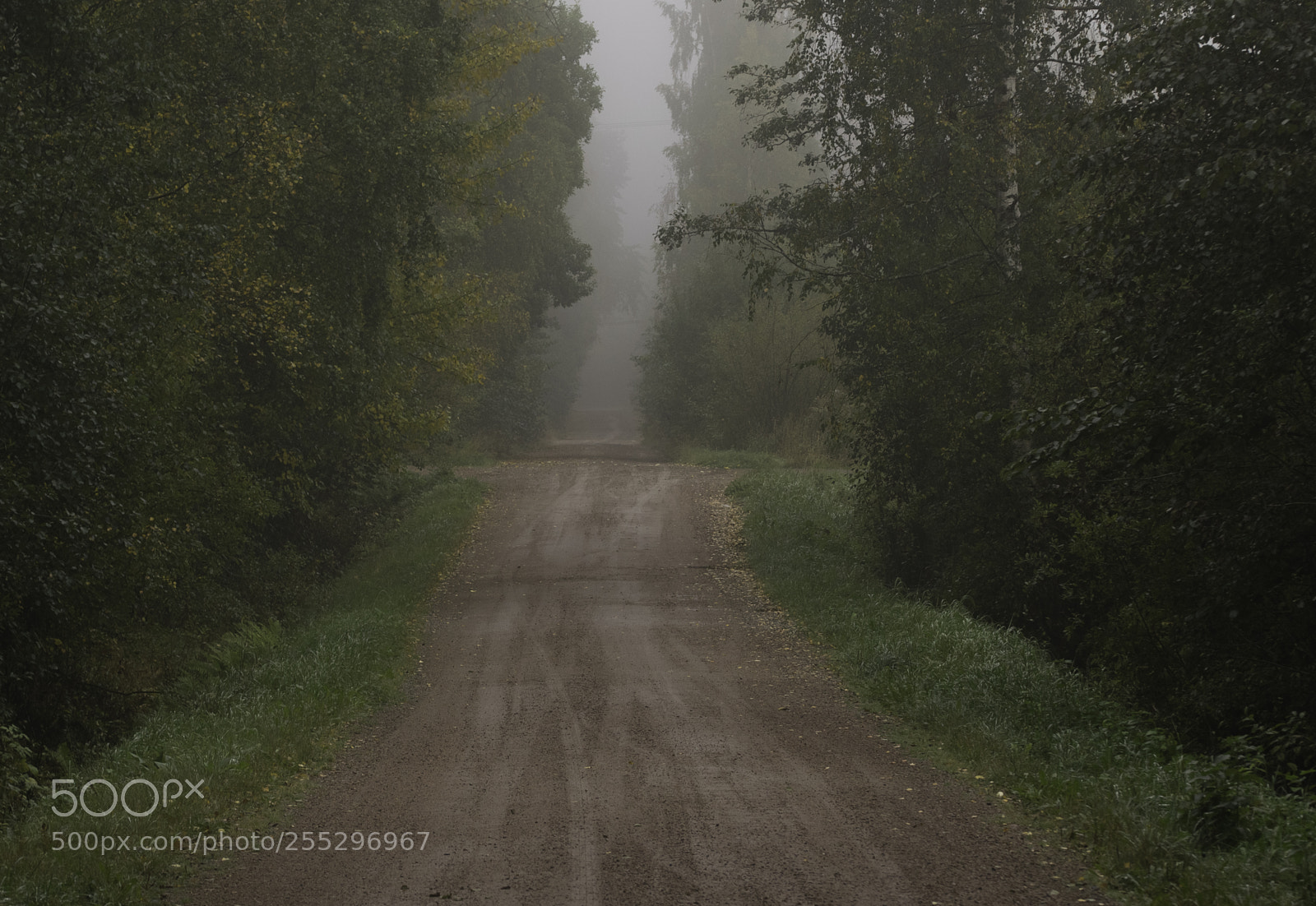 Nikon D5300 sample photo. Nature o photography