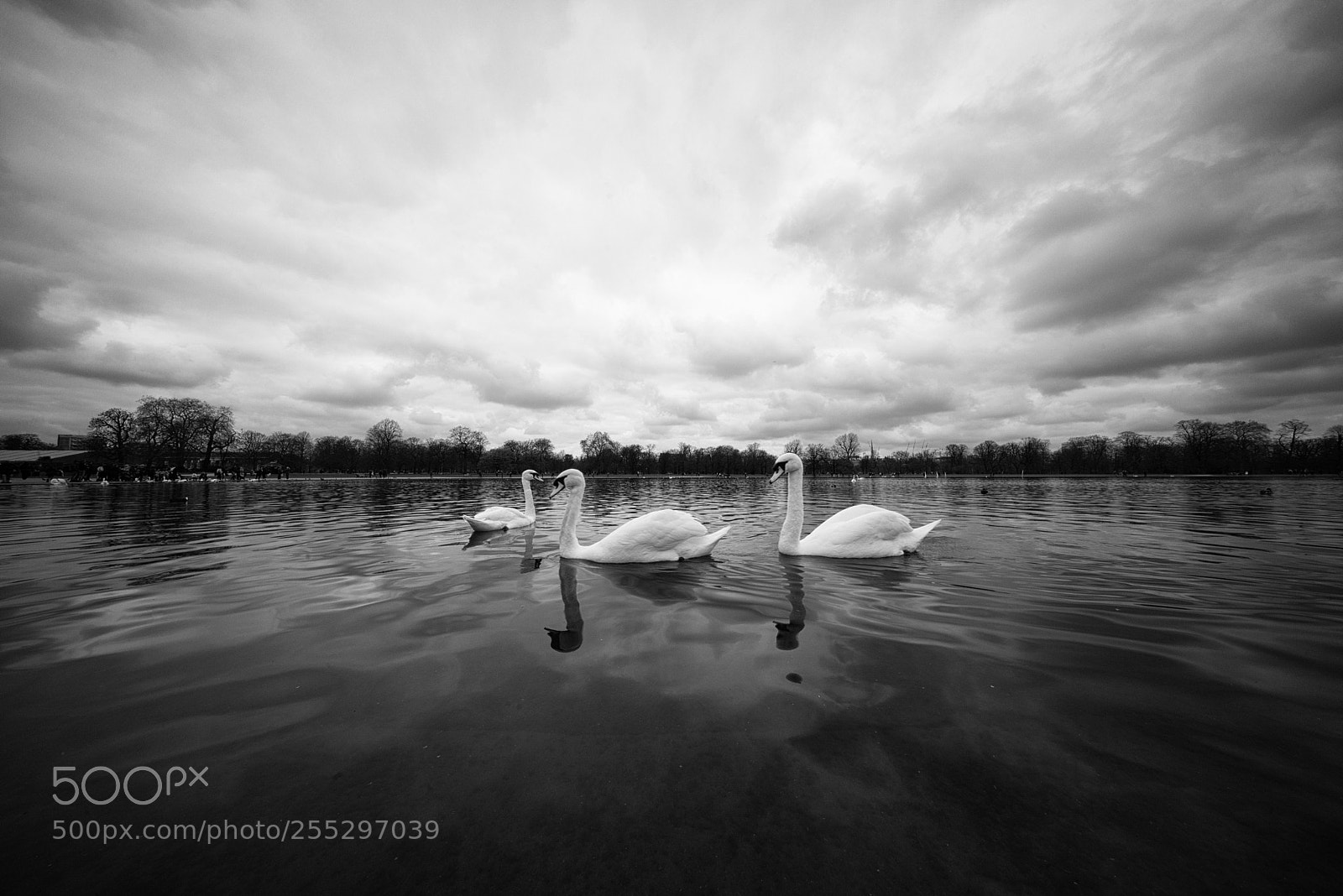 Sony a7R sample photo. Hyde park swans photography