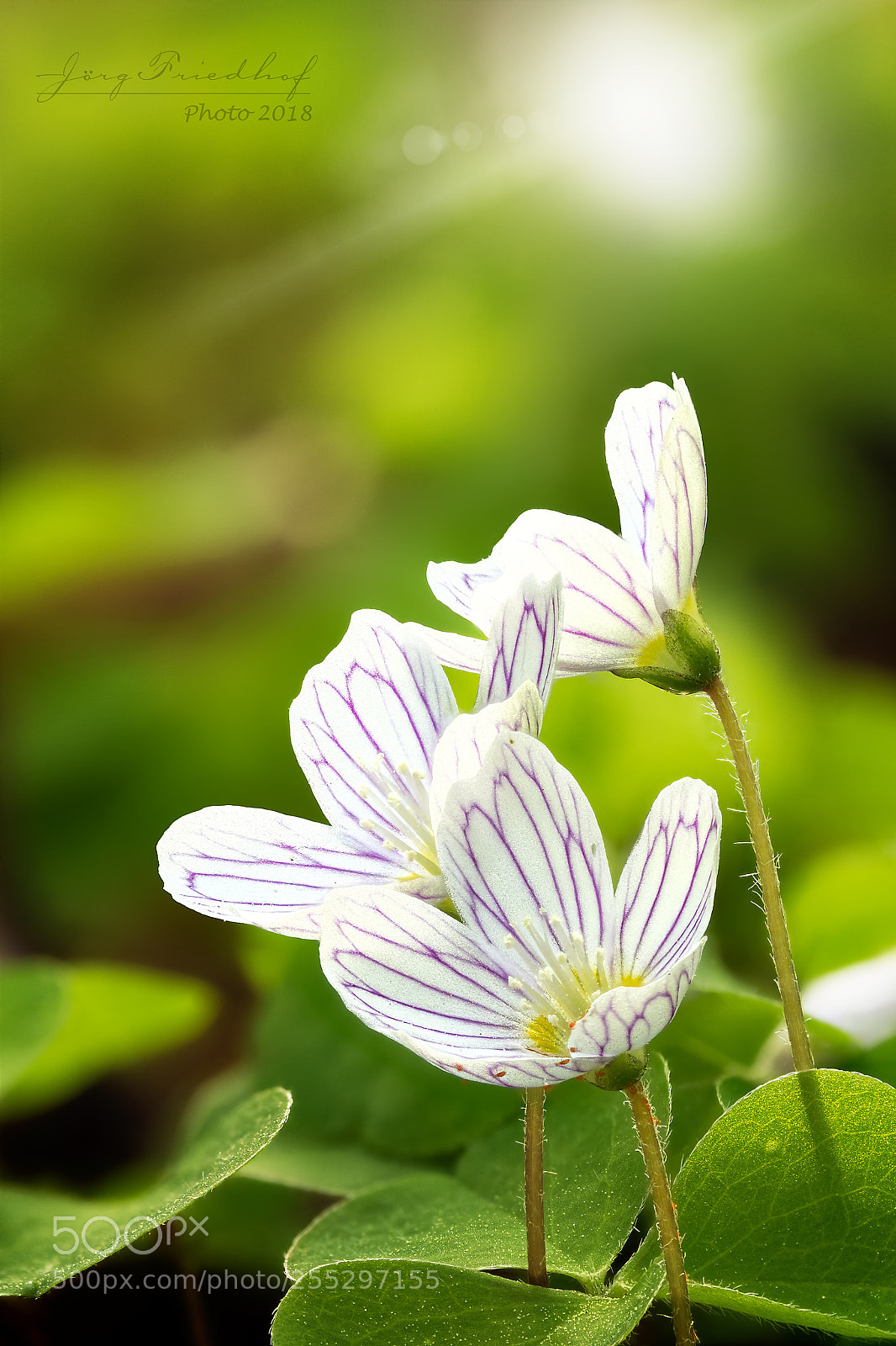 Canon EOS 700D (EOS Rebel T5i / EOS Kiss X7i) sample photo. Spring at its best! photography