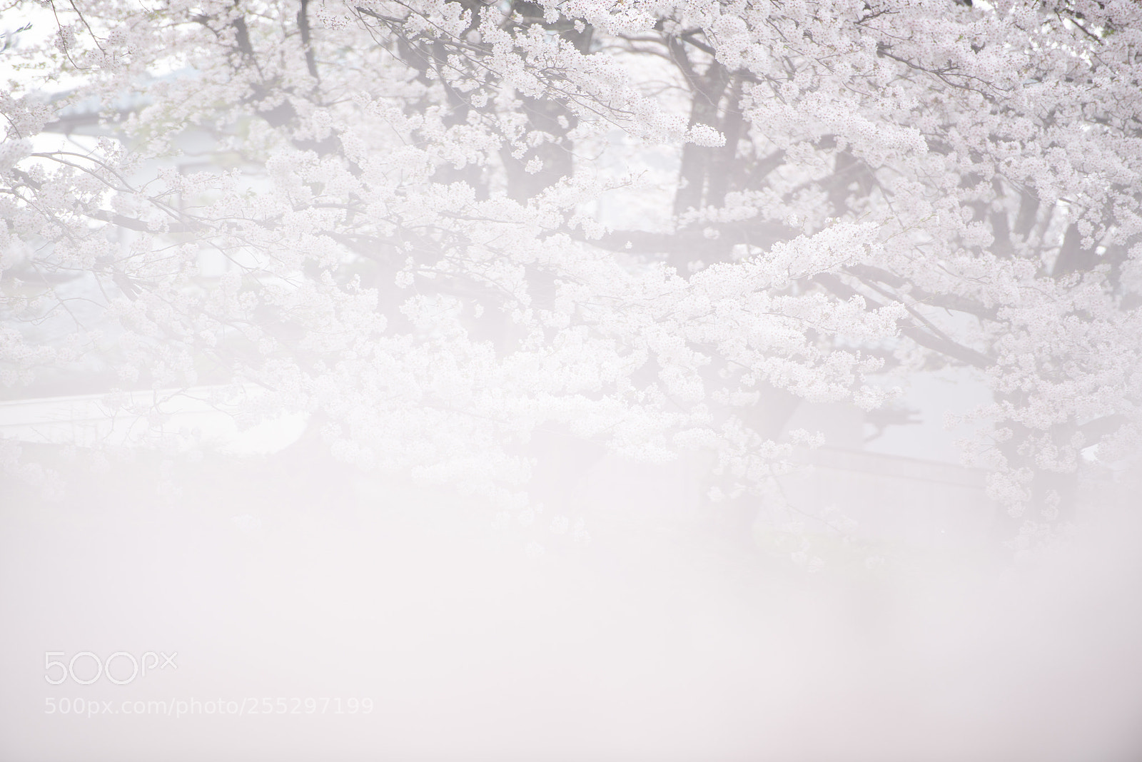 Nikon D600 sample photo. Spring photography