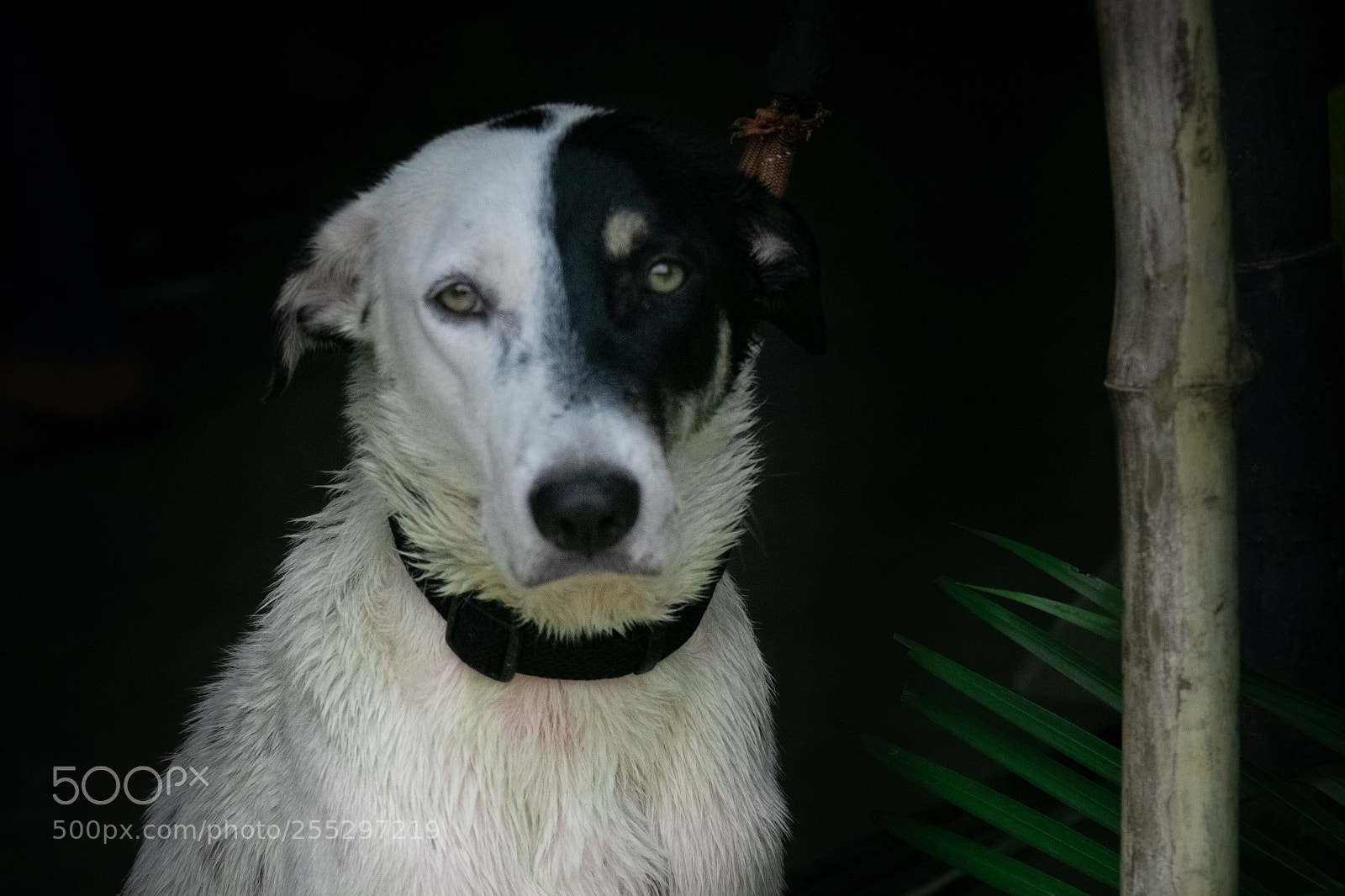 Canon EOS 80D sample photo. Dog black & white photography