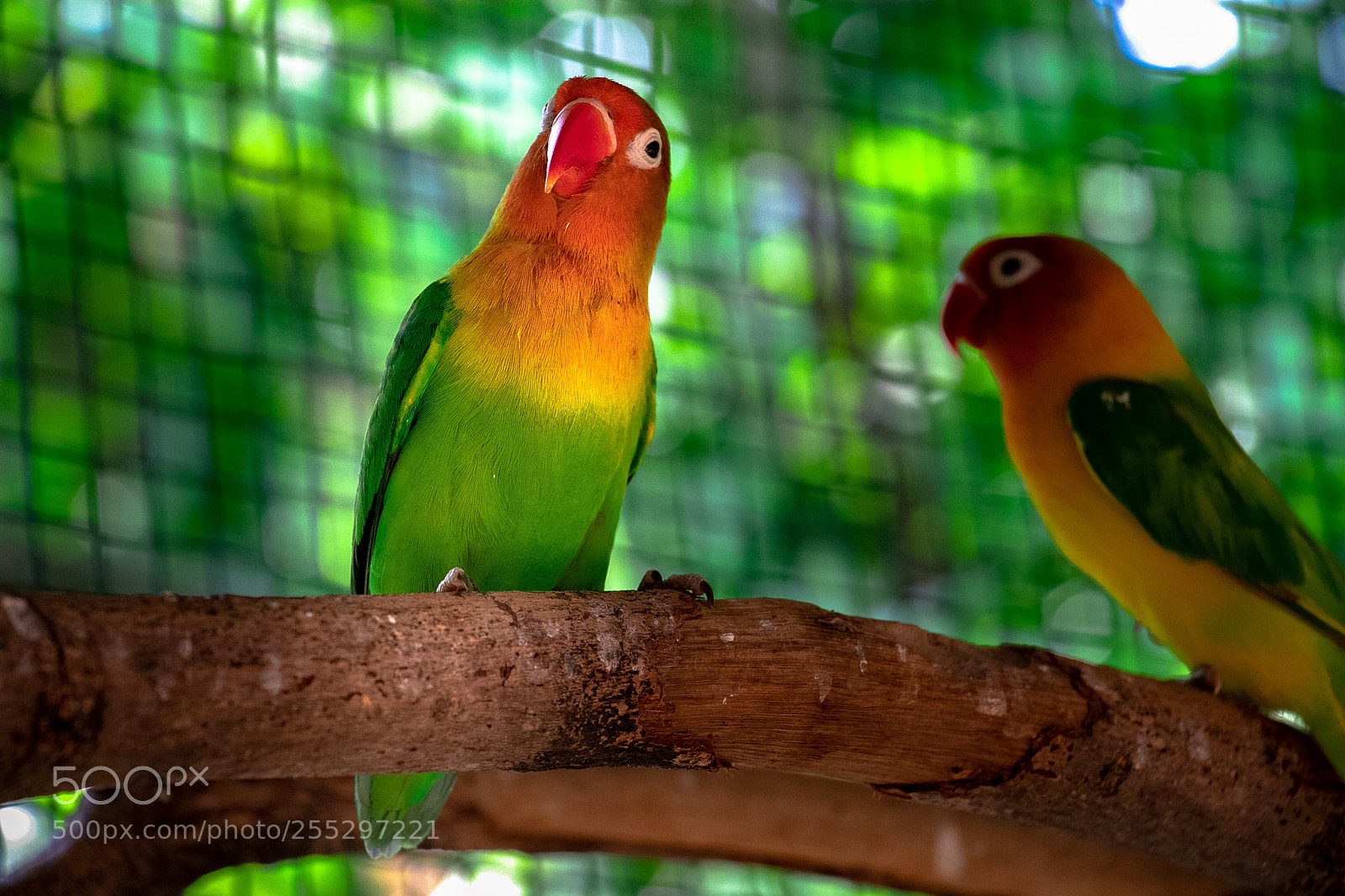 Canon EOS 80D sample photo. Parrot in love photography