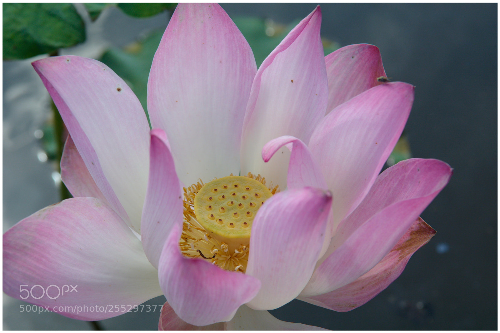 Nikon D7100 sample photo. Flower photography
