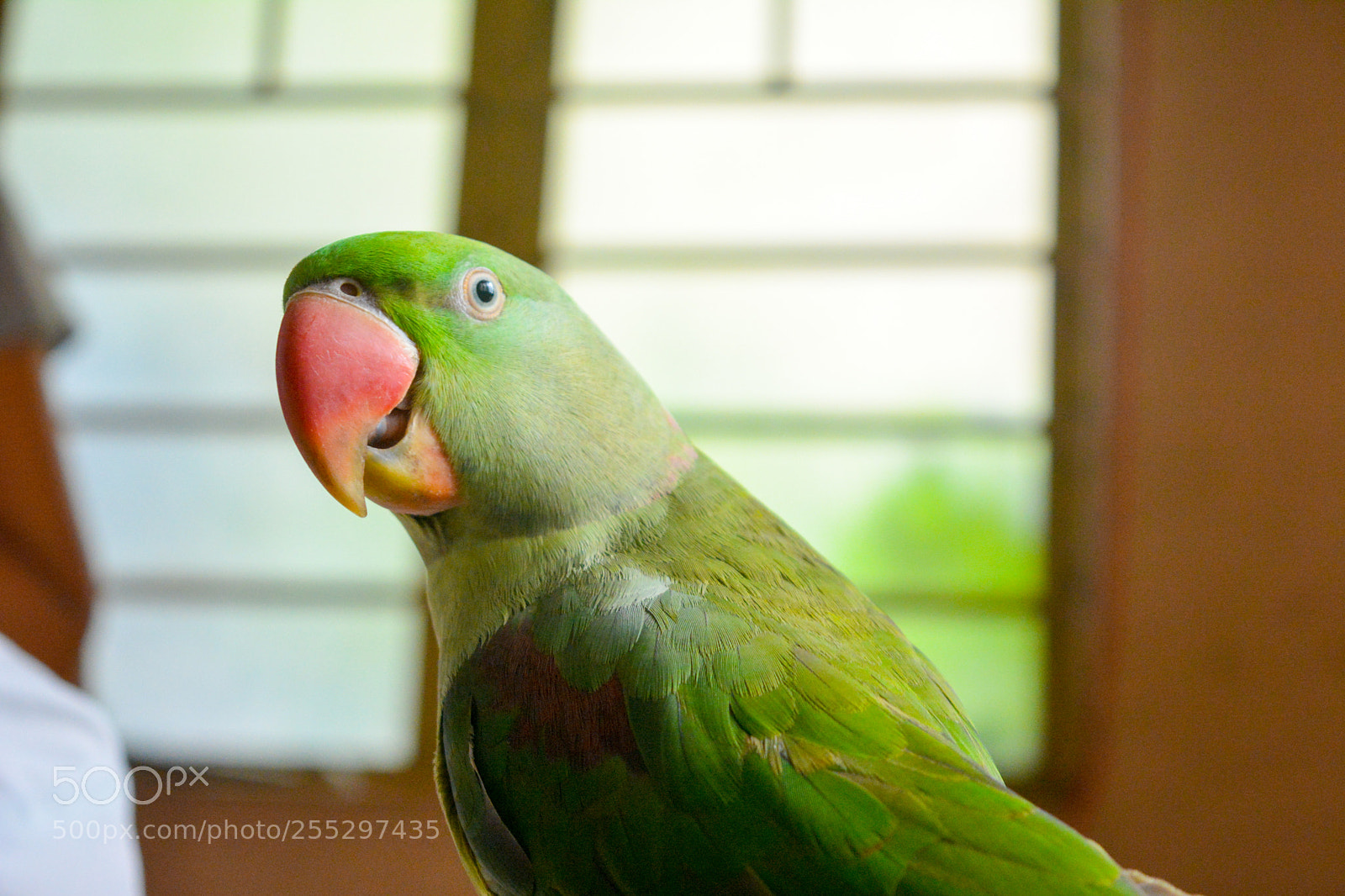 Nikon D5200 sample photo. Parrot photography