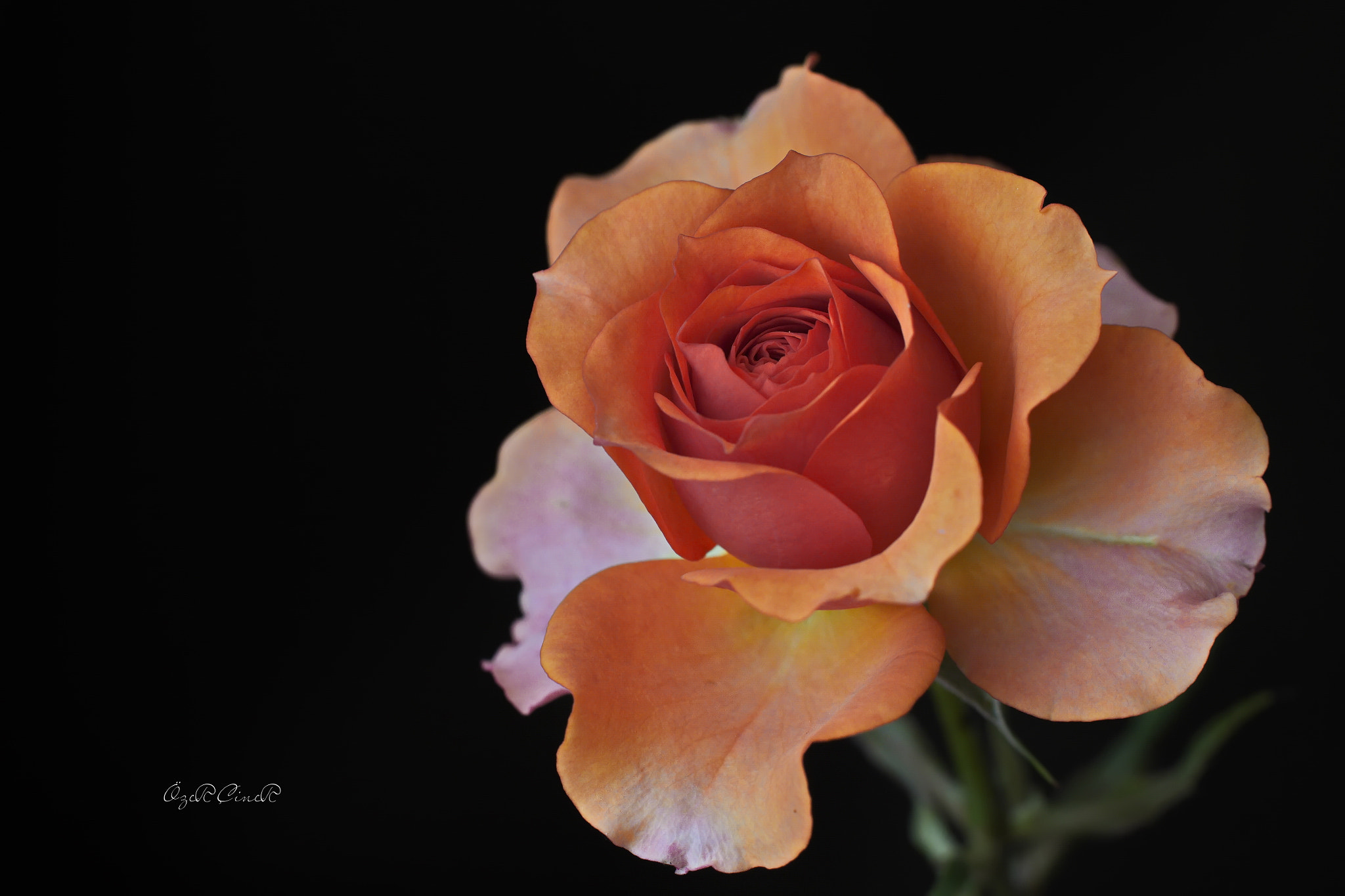 Canon EF 100mm F2.8L Macro IS USM sample photo. Natural beauty photography
